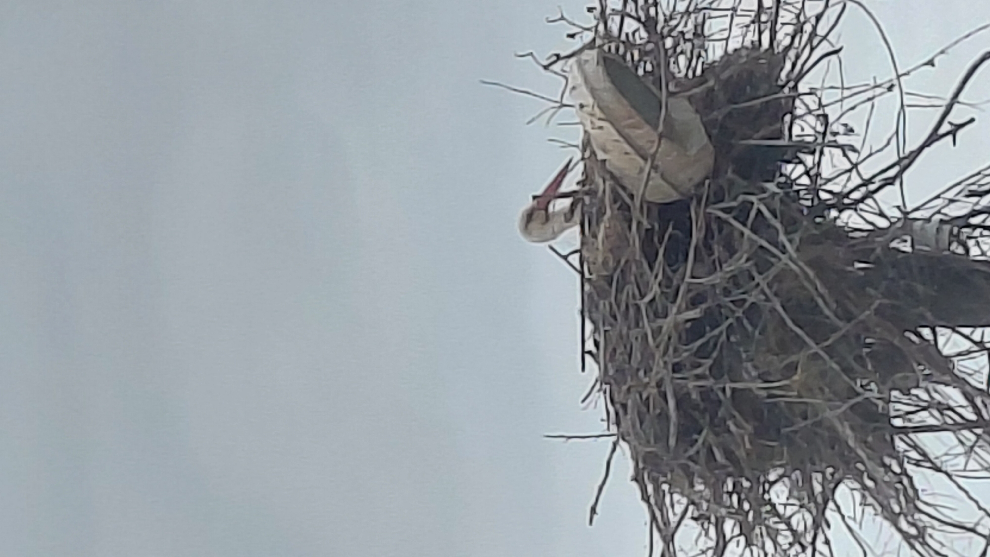 White stork observed in nest during overcast afternoon