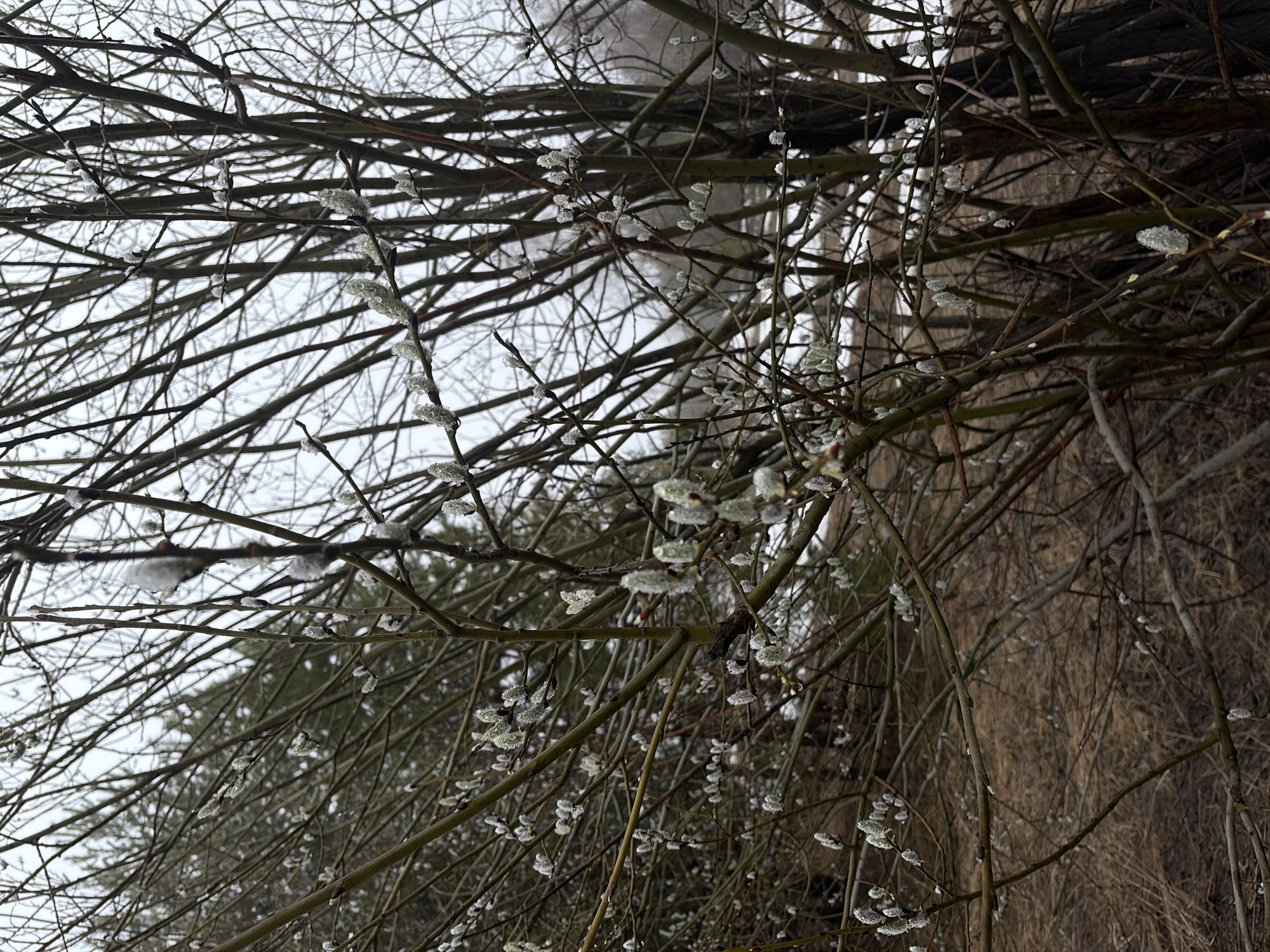 Spring blooms and buds observed in Прикамский, Russia