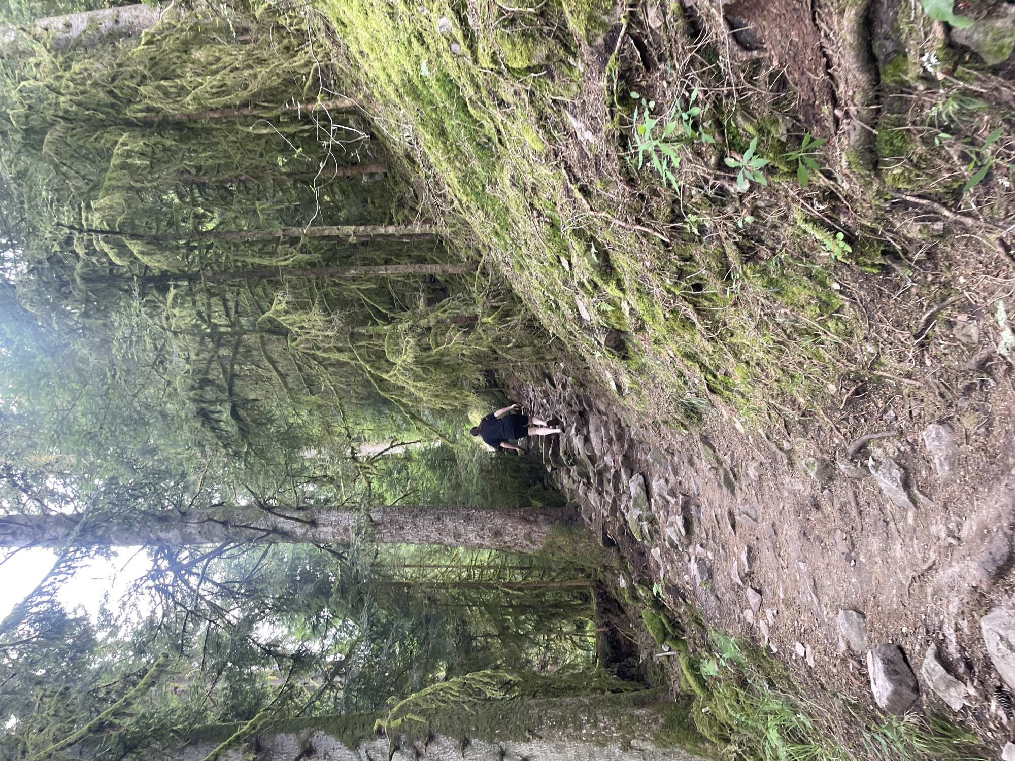 Hiking a mossy, boulder-strewn forest trail near Gérardmer