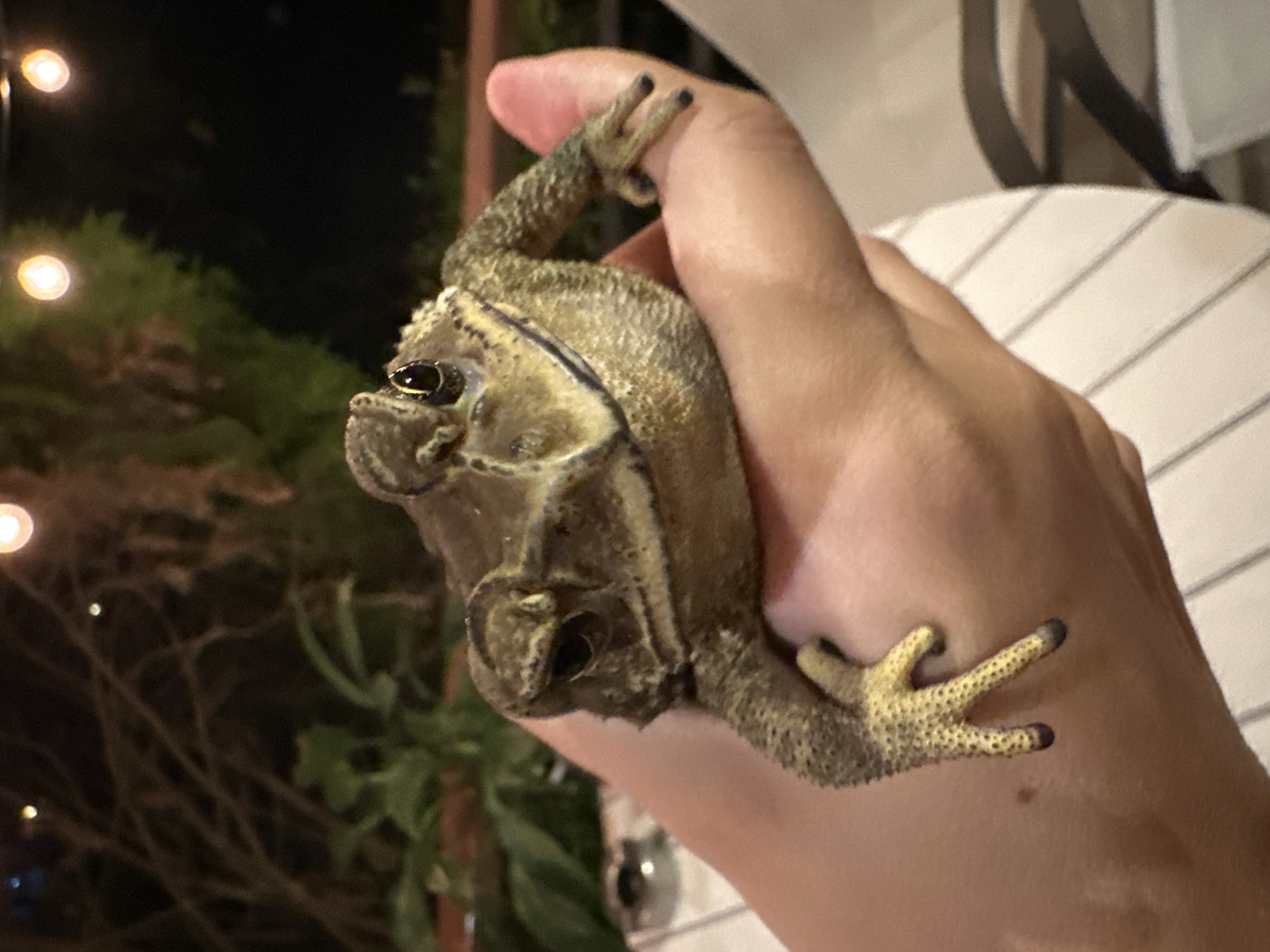 Frogs, trucks, and twilight streets in Baan Mae Nam