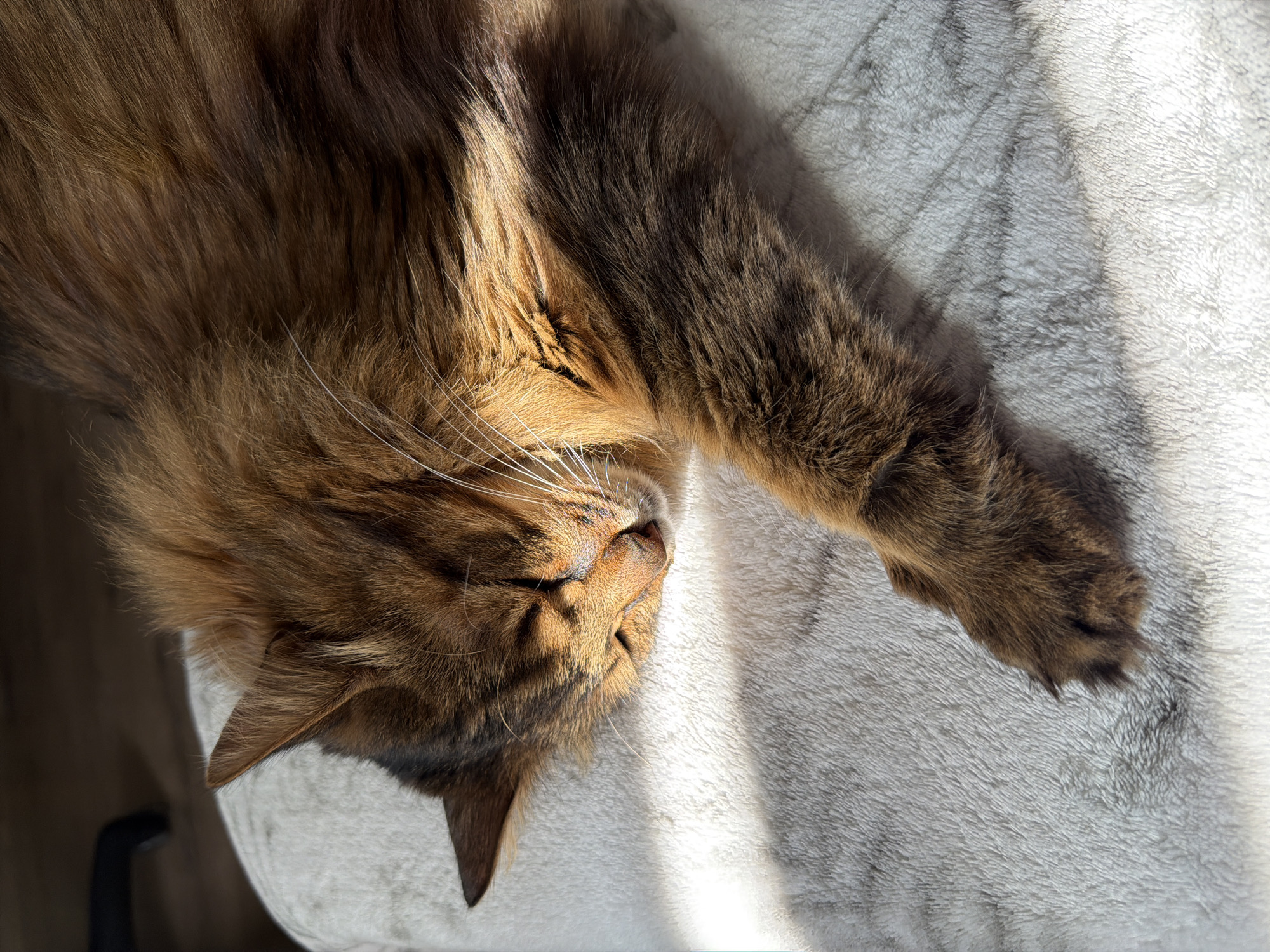 Lazy afternoon in Kyiv: cat naps, couch time, city views