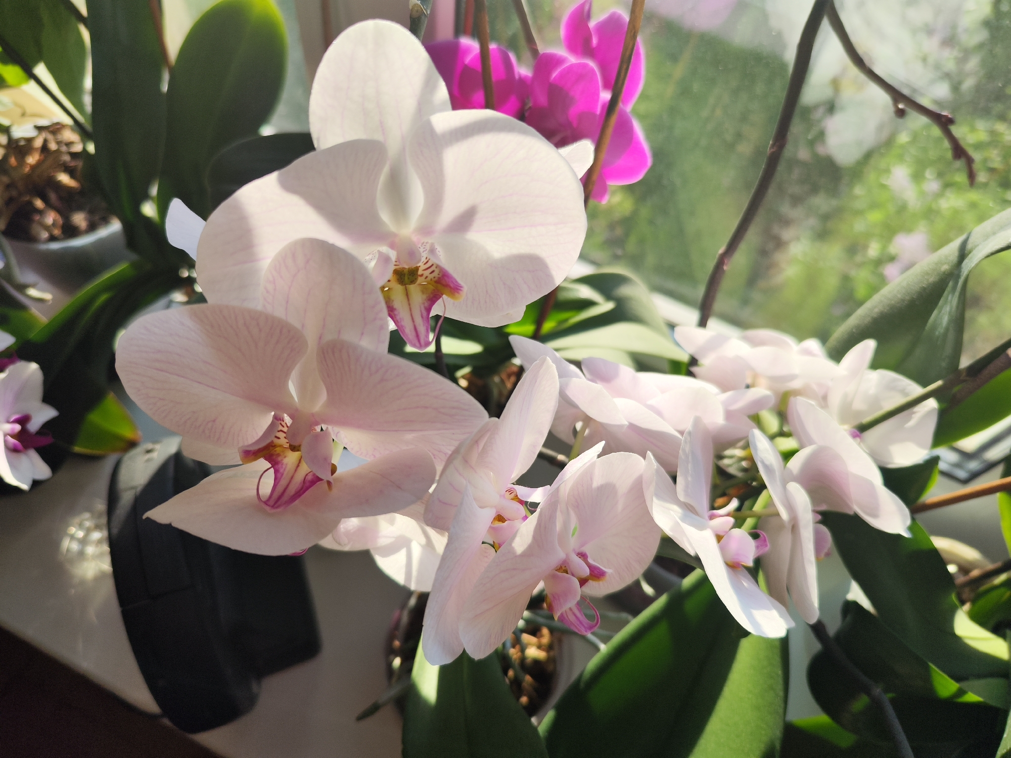 Indoor orchid collection captured in bloom on windowsill
