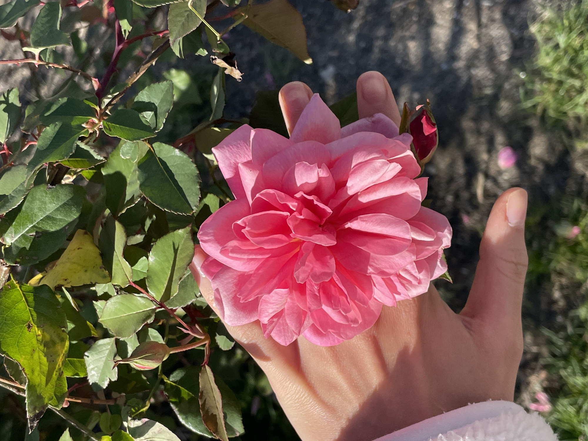 Spring garden blooms documented in Gagra, Abkhazia
