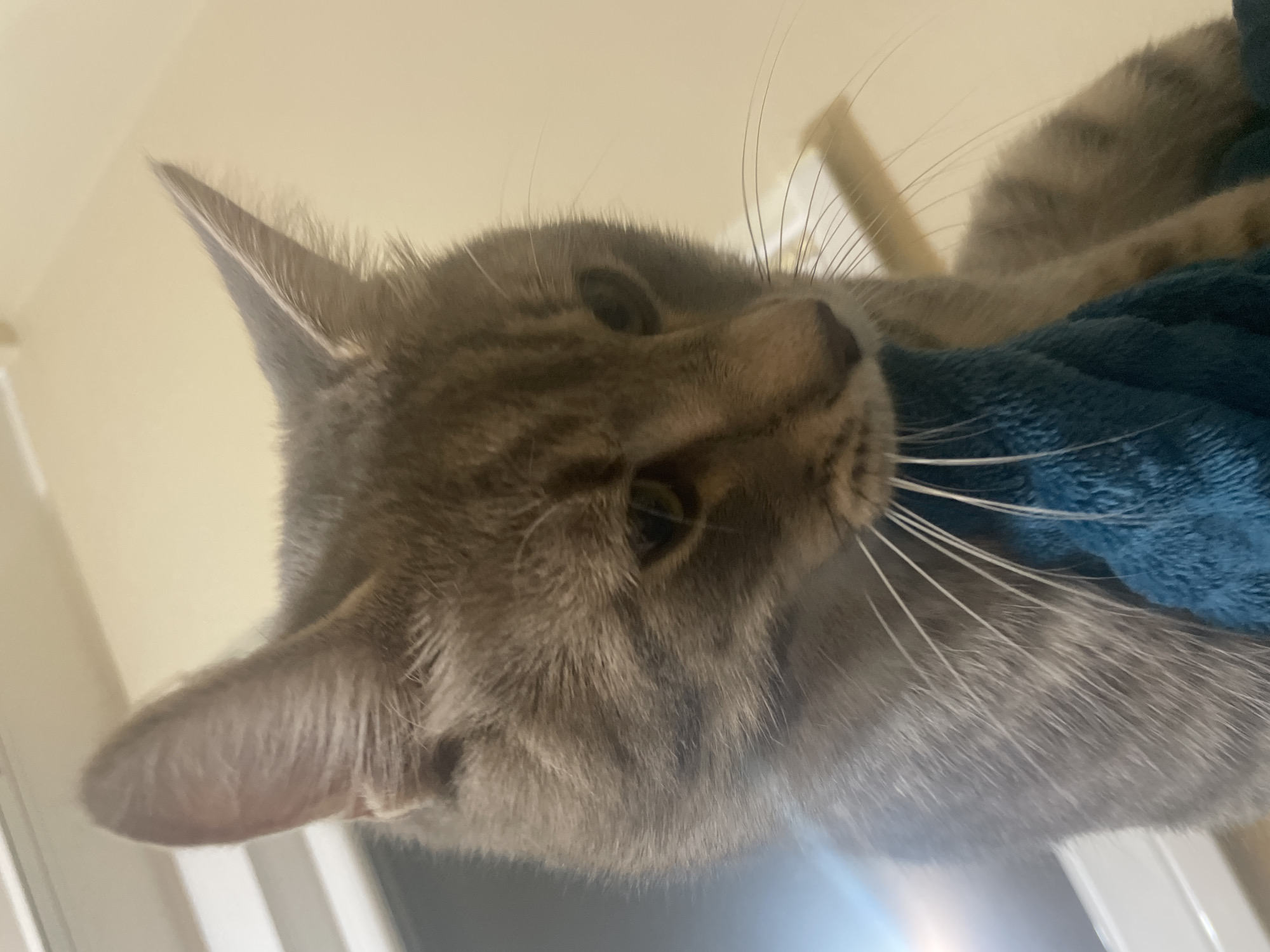Evening moments: nail care and pet relaxation in Novi Sad