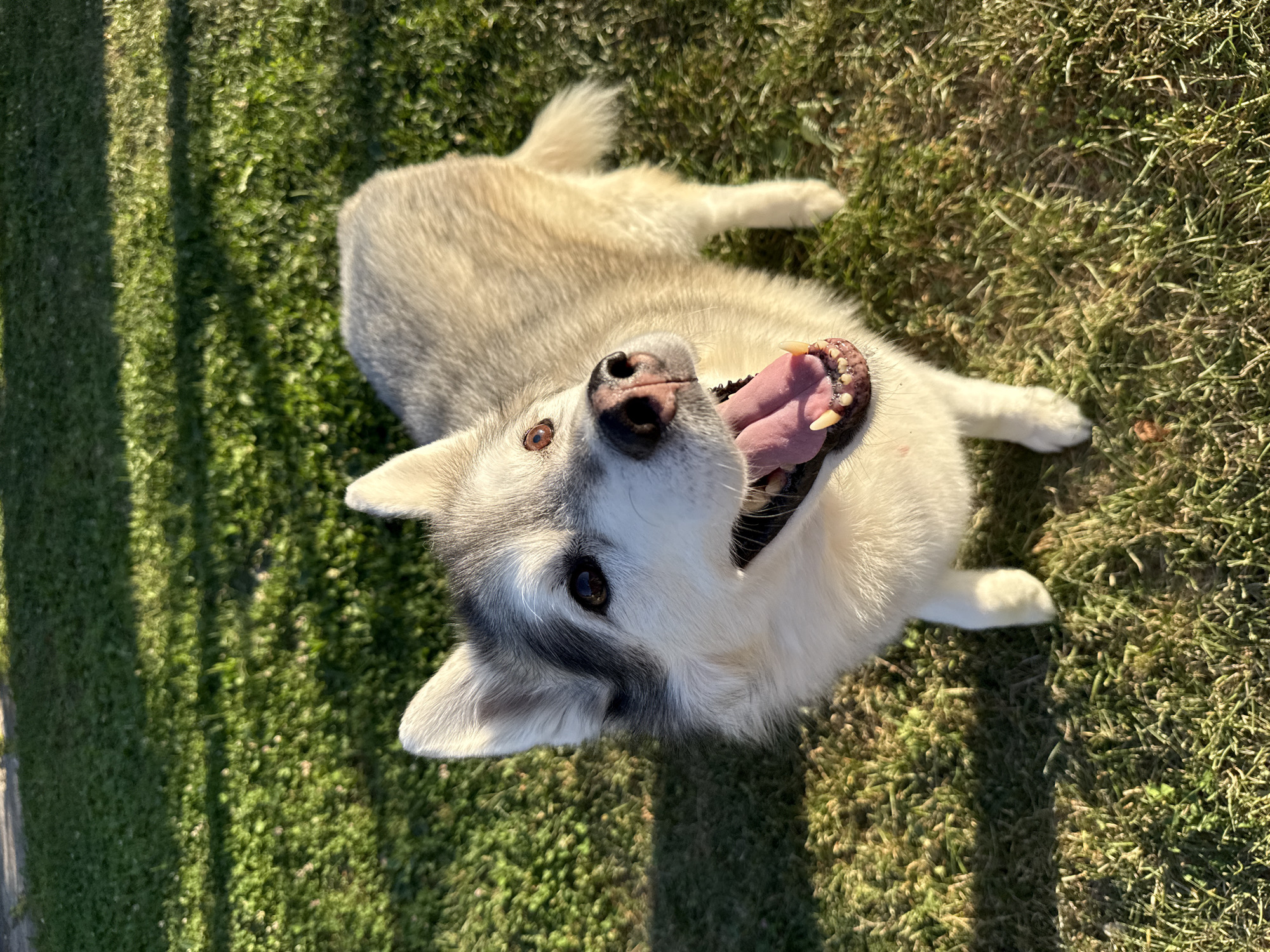 Husky enjoys a sunny backyard afternoon, ice cream included