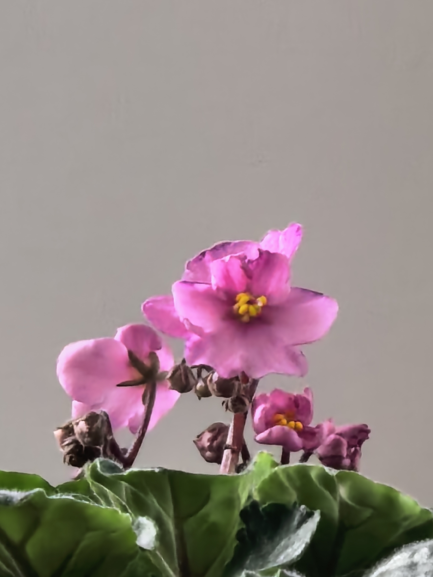 Morning houseplant and home decor observations captured indoors