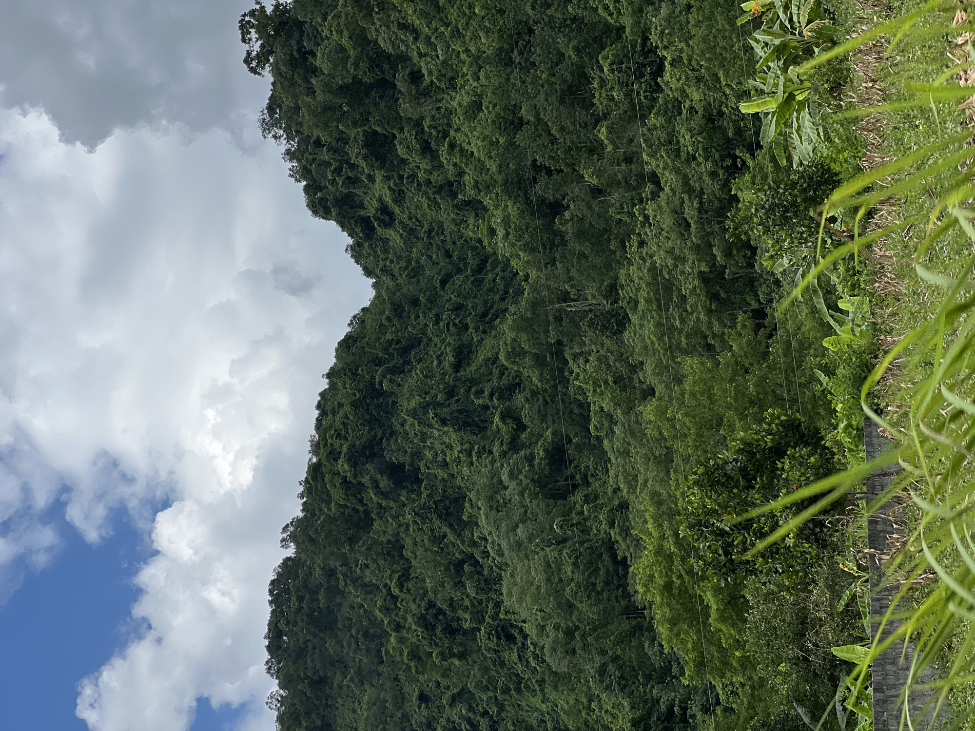 Lush Vietnamese hillside with stone wall and banana plants