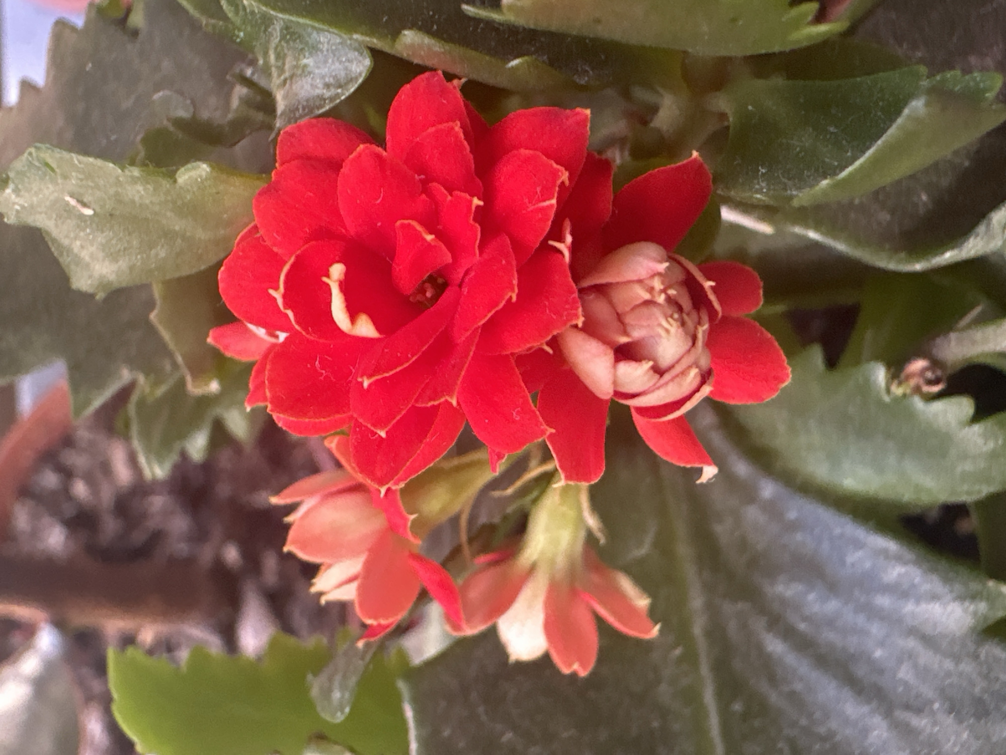 Afternoon documentation of flowers, urban scenes, and personal moments