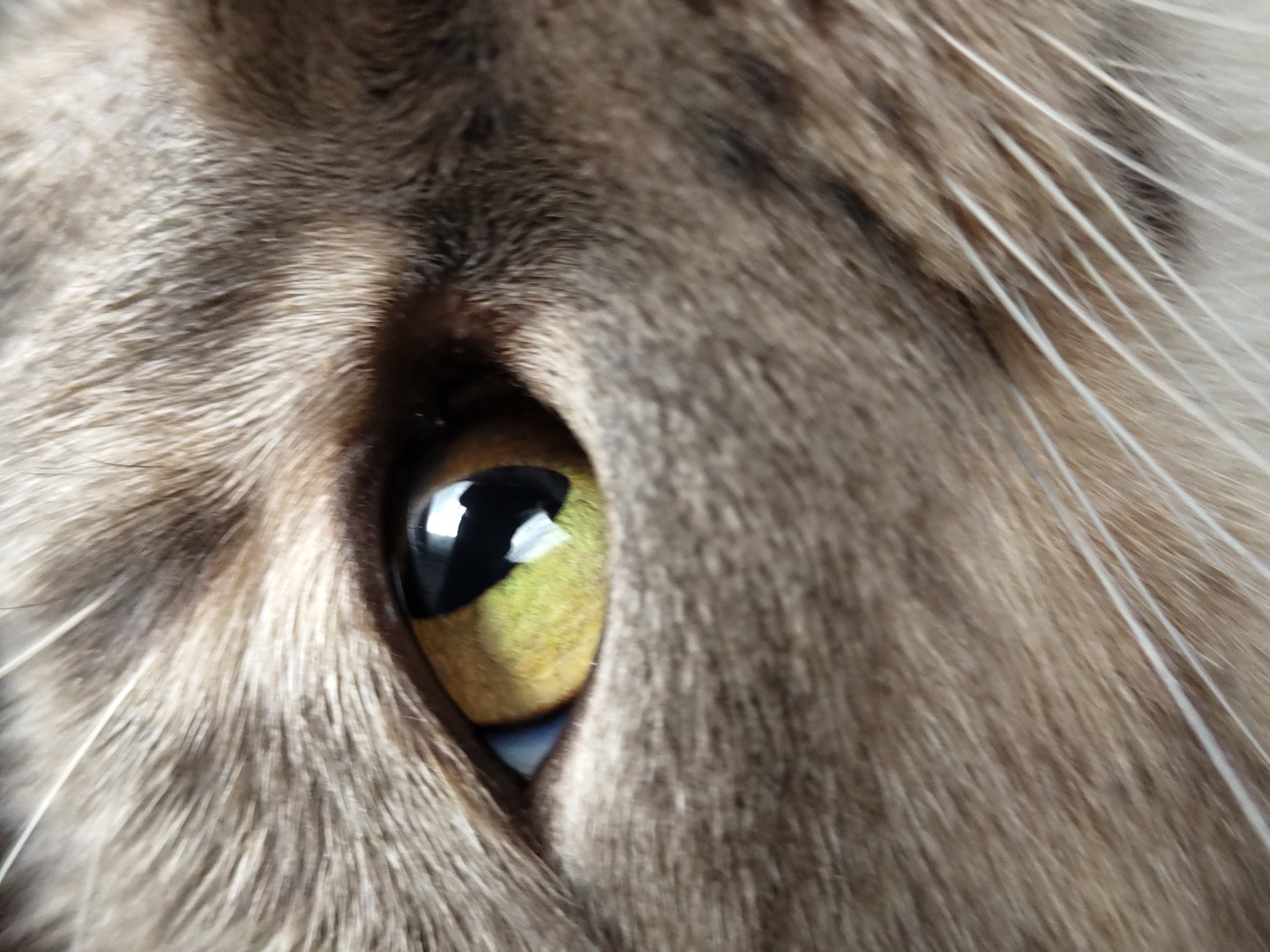 Close-up cat eye photograph captured by witness