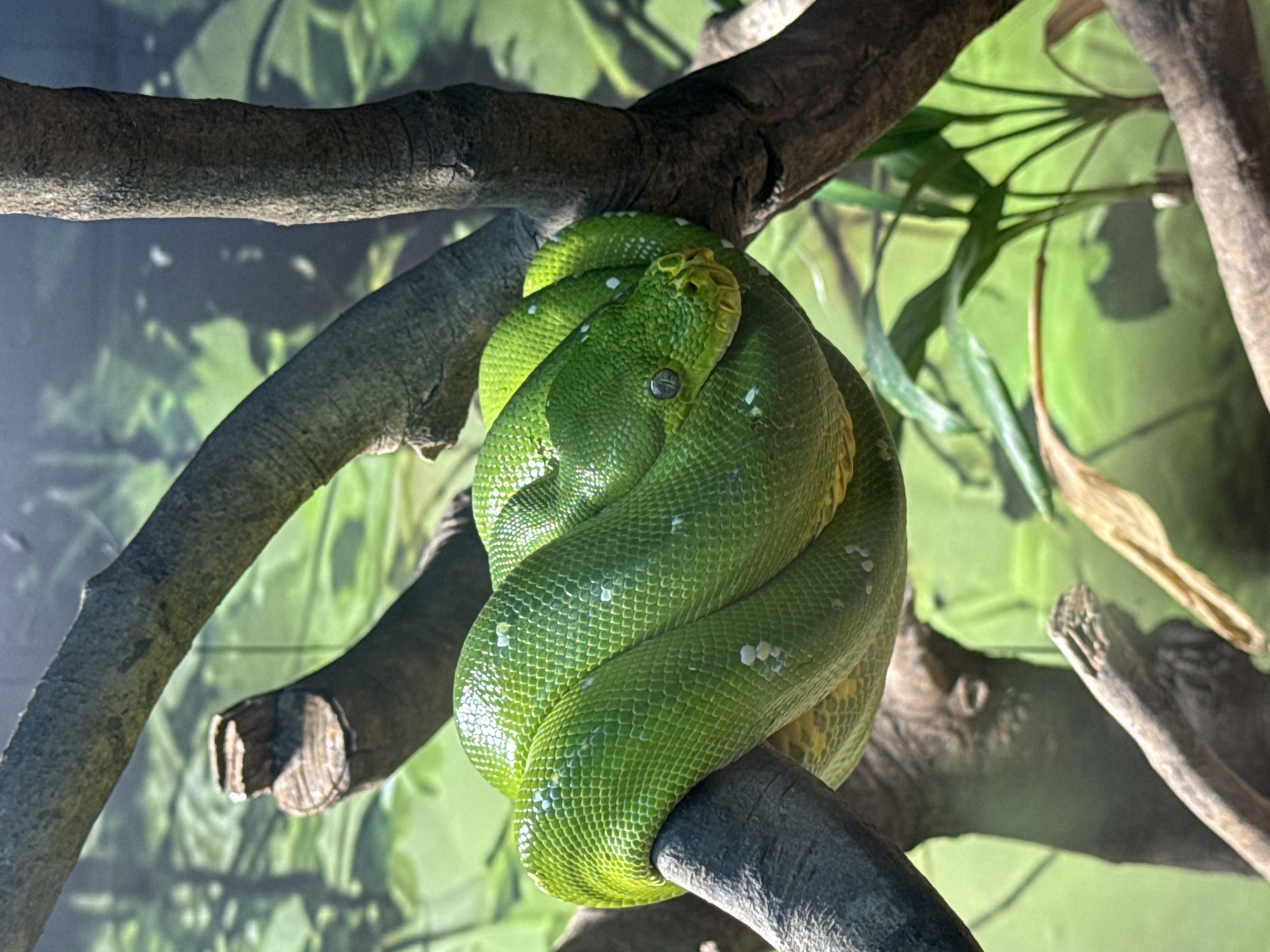 Snake and caged tiger spotted in Yuexiu District