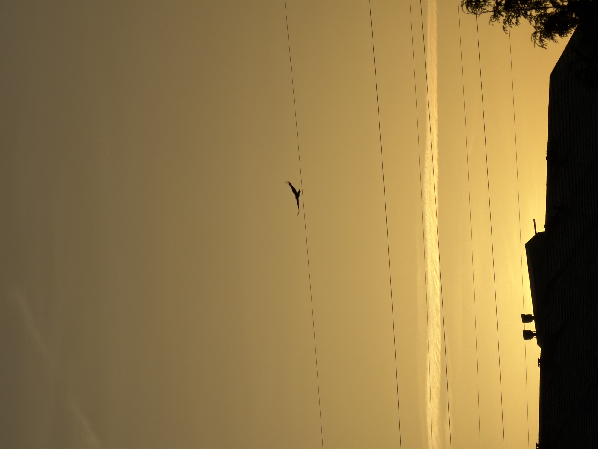 Bird flies past power lines during Luxembourg sunrise