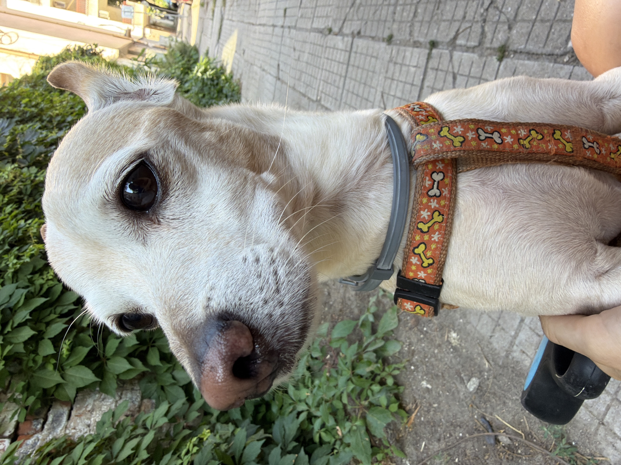 Close-up of a harnessed dog in Plovdiv, Bulgaria.