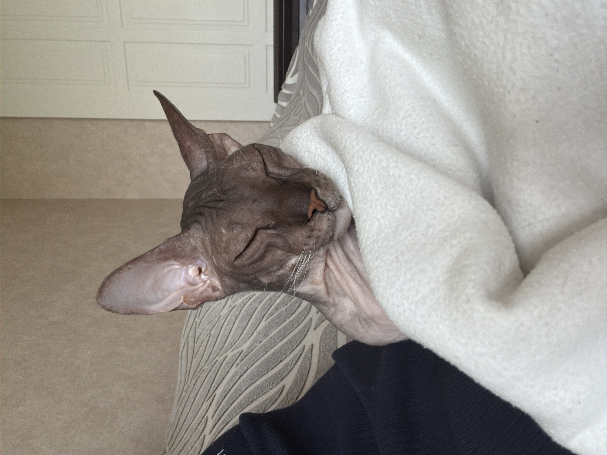Izhevsk resident's morning routine with Sphynx cat documented