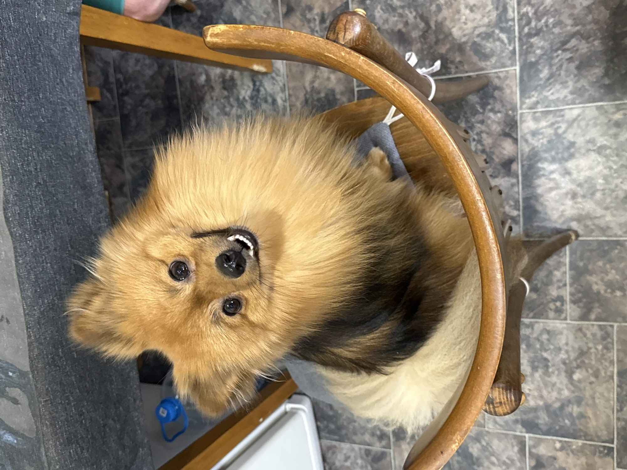 Pets captured in quiet domestic moments in Khimki home