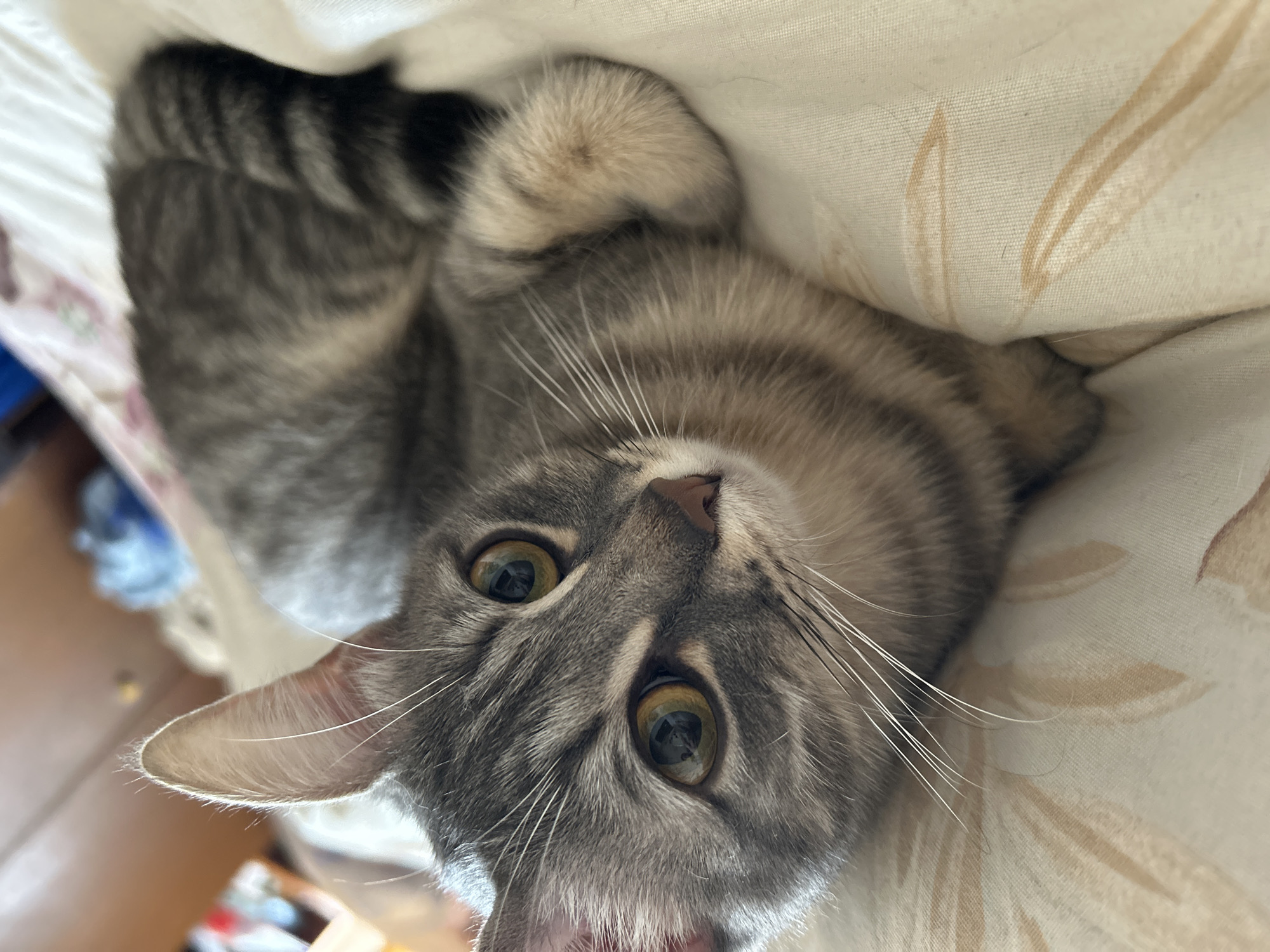 Tabby cat photographed in quiet moments in Gabrovo home