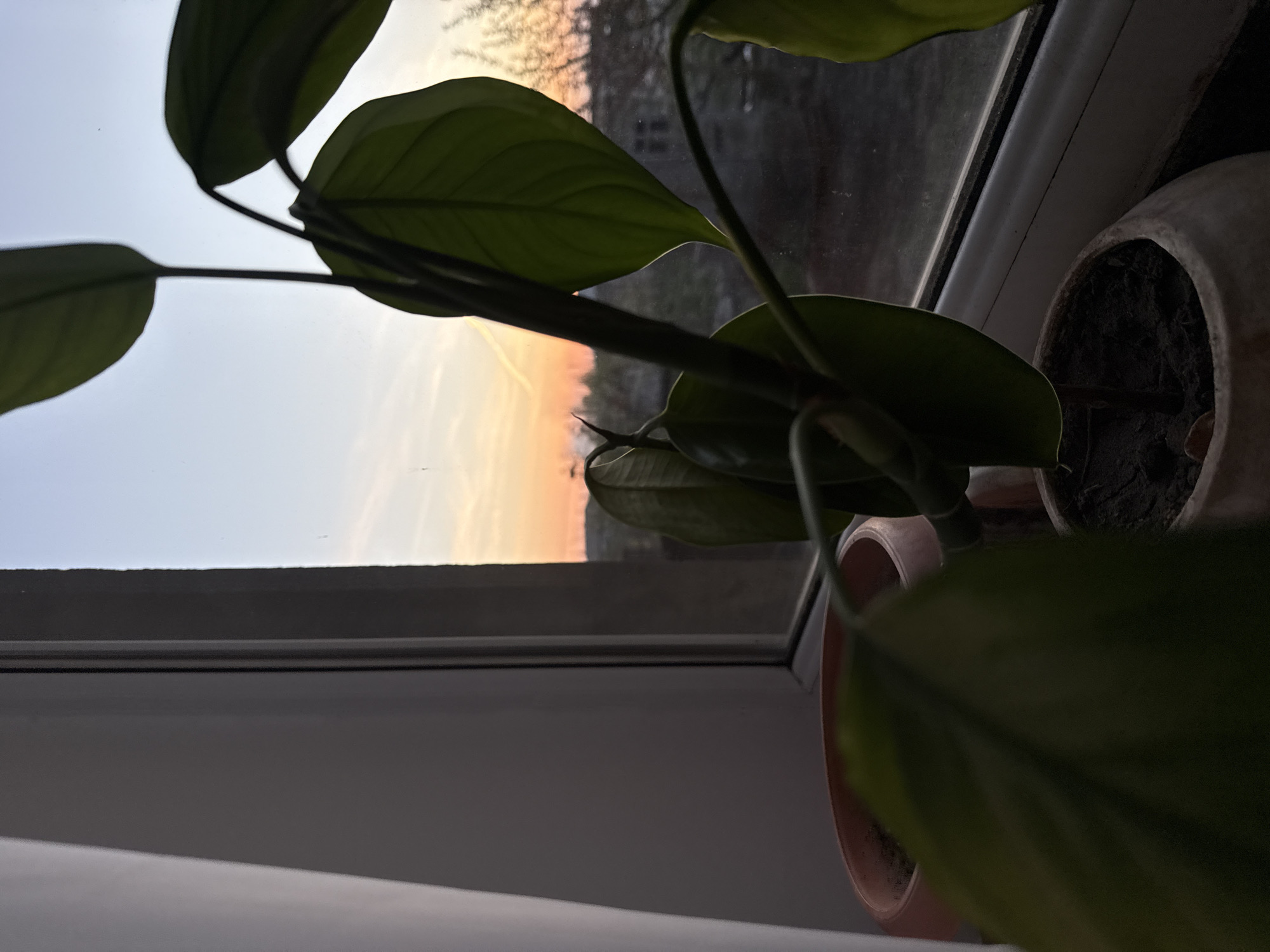 Potted plant observed on window sill during sunset in Armenia