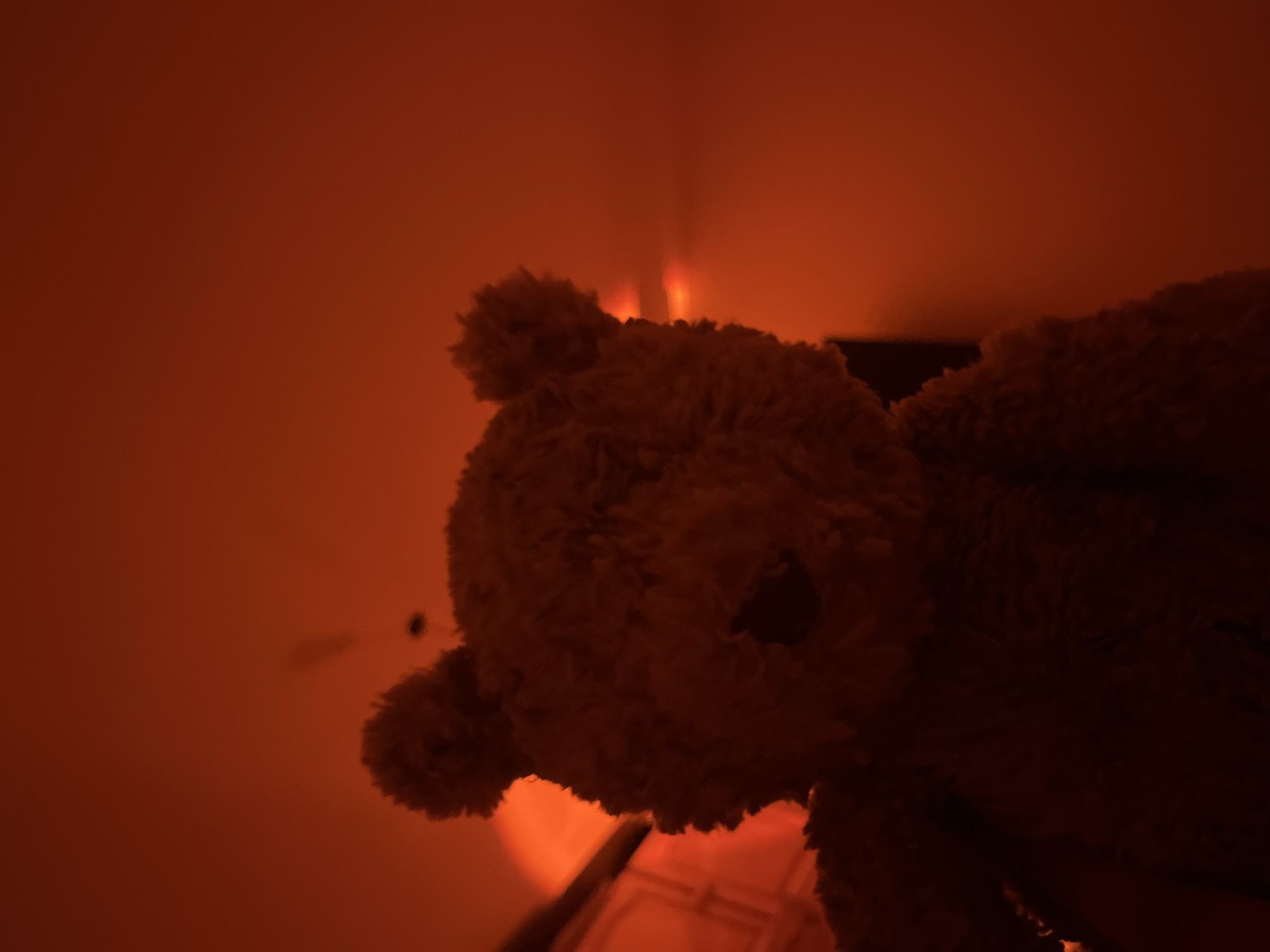 Brown teddy bear photographed against red background in Bulgaria