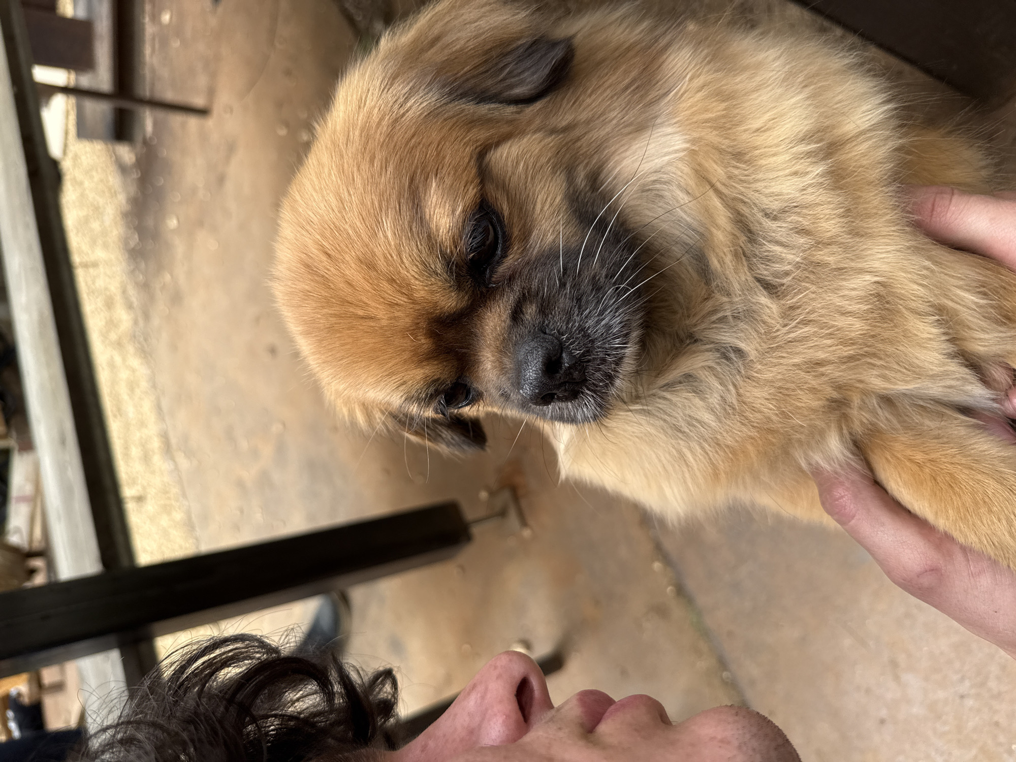 Tender puppy moment, scattered items captured in French village
