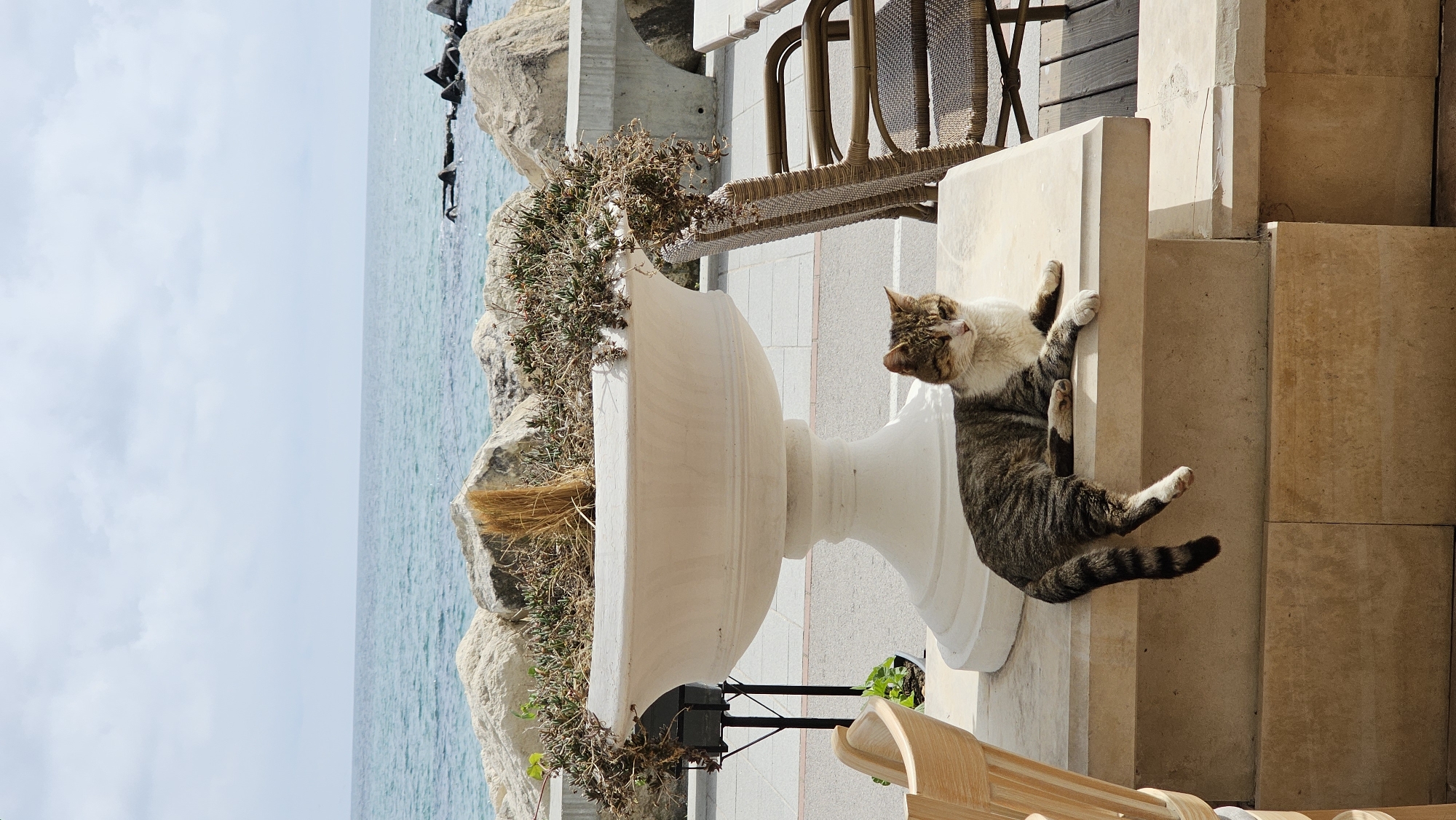 Tabby cat rests on stone ledge in Balchik