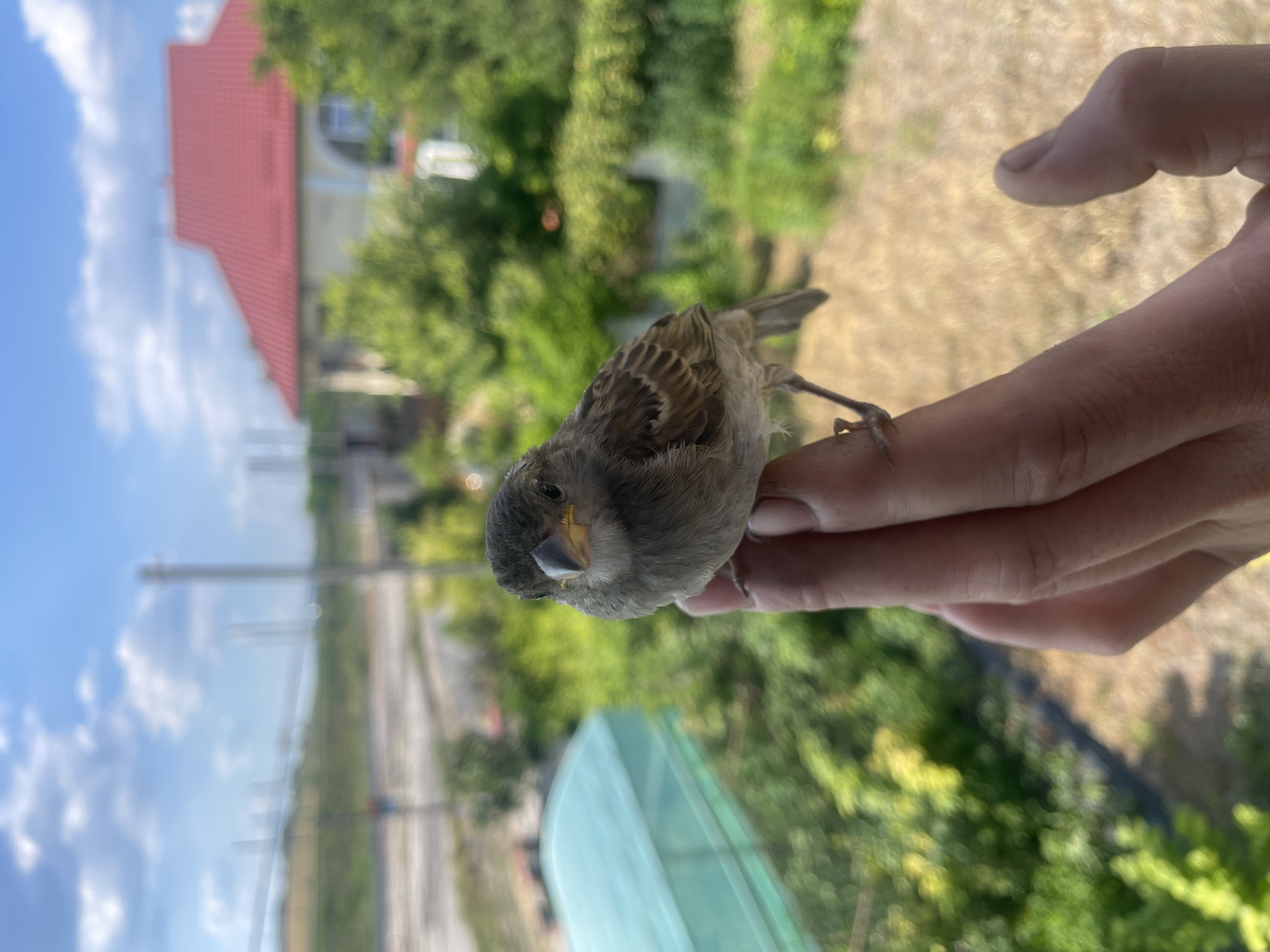 A sparrow up close, hand-perched, with strawberries nearby.