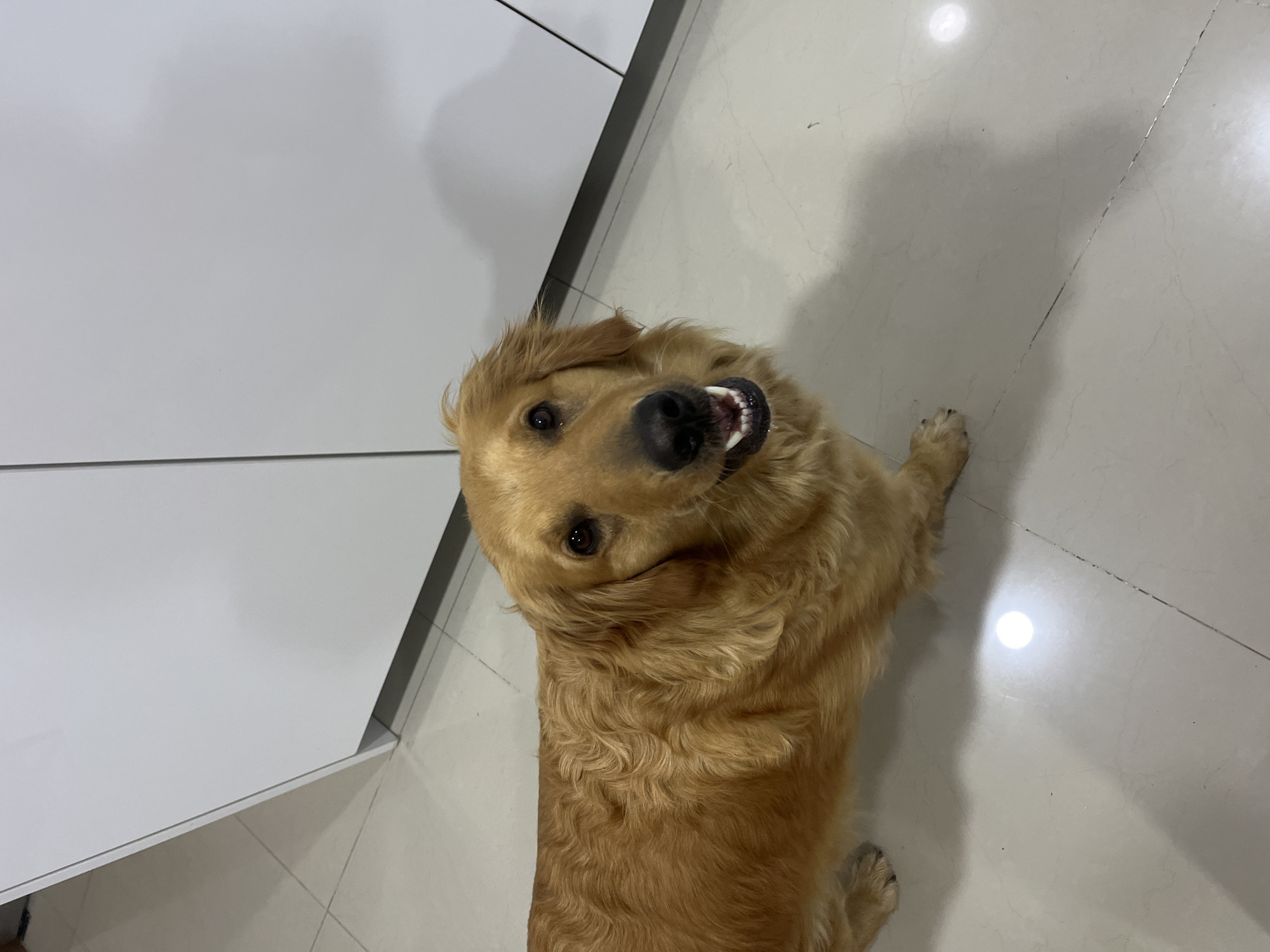 Golden dog photographed indoors in Barrio de Nuevo León