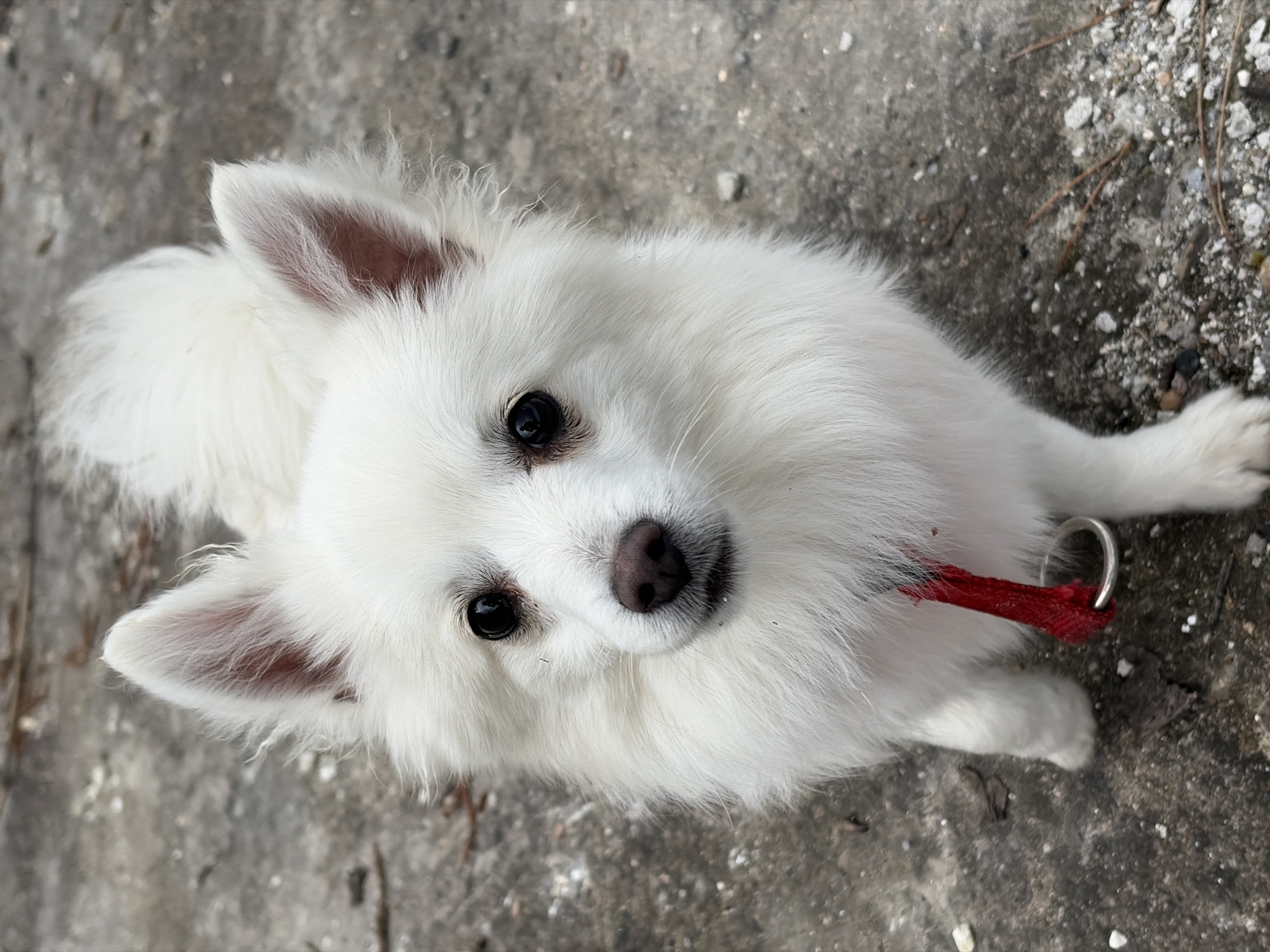 Small white dog spotted resting in Shumen, Bulgaria