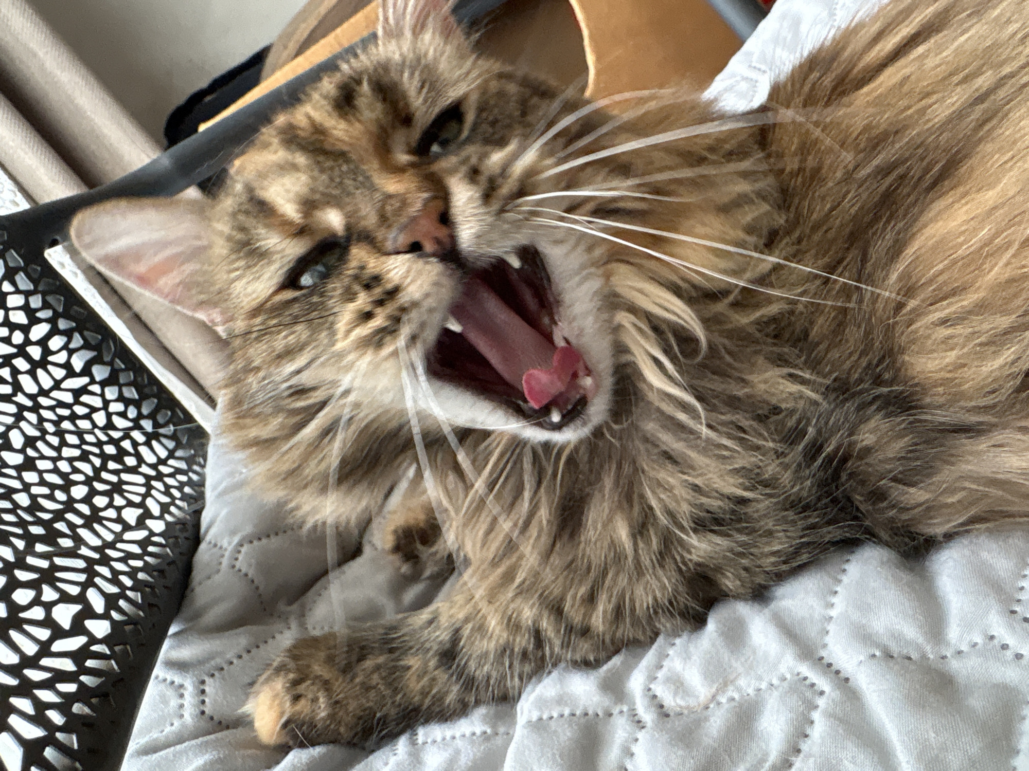 Tabby cat caught yawning indoors in Bar, Montenegro