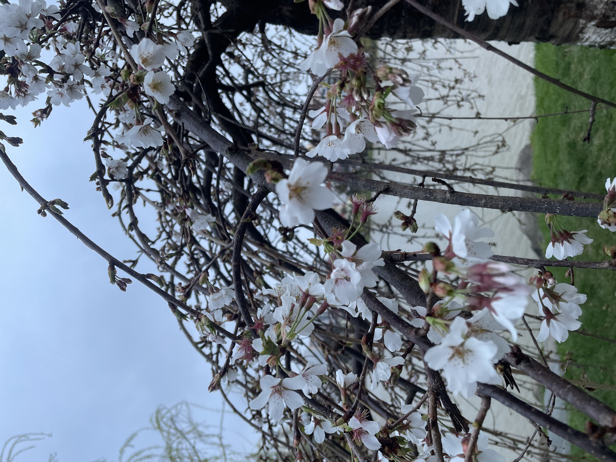 Spring scenes documented across Batumi parks and streets
