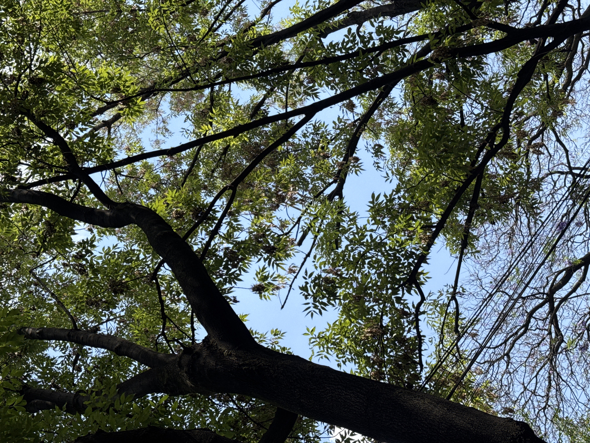 Mexico City resident captures upward tree canopy view