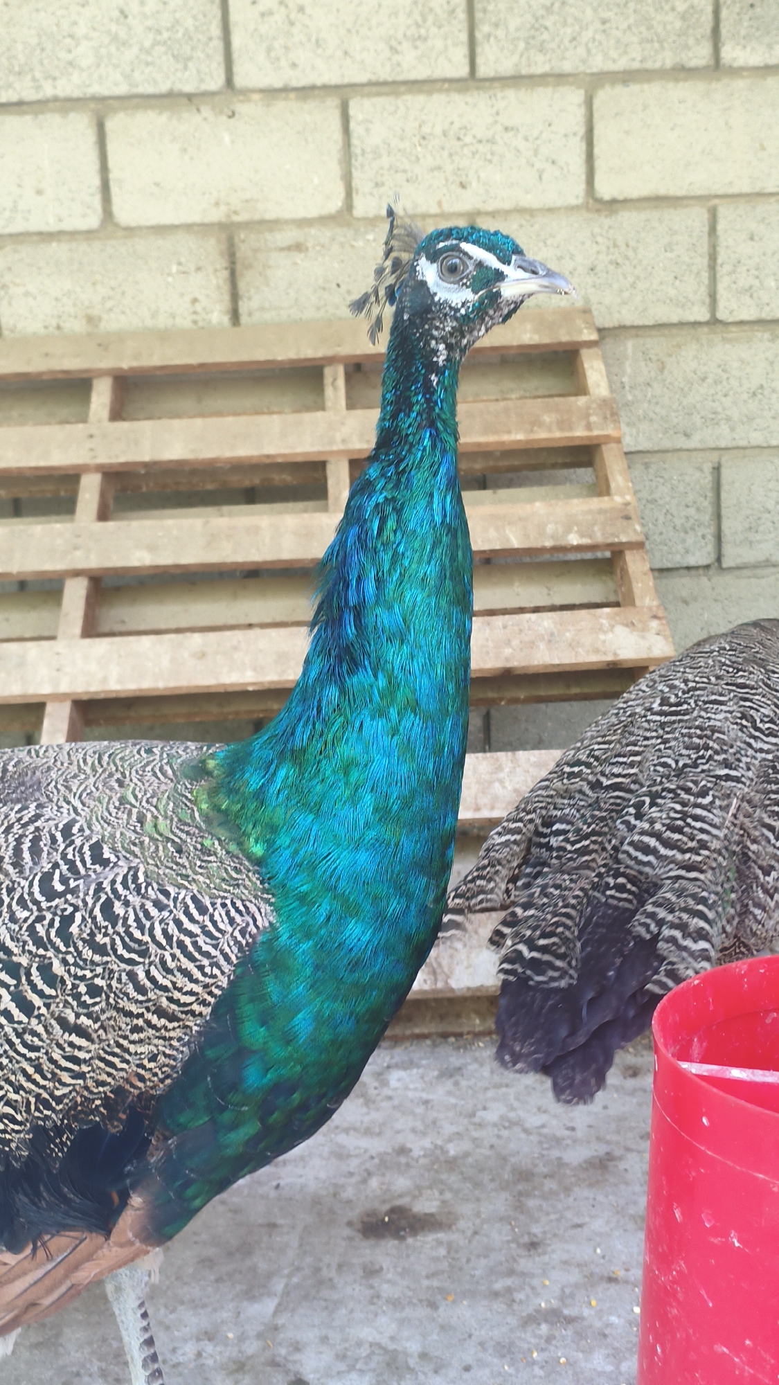 Up close with birds and small animals at a local zoo