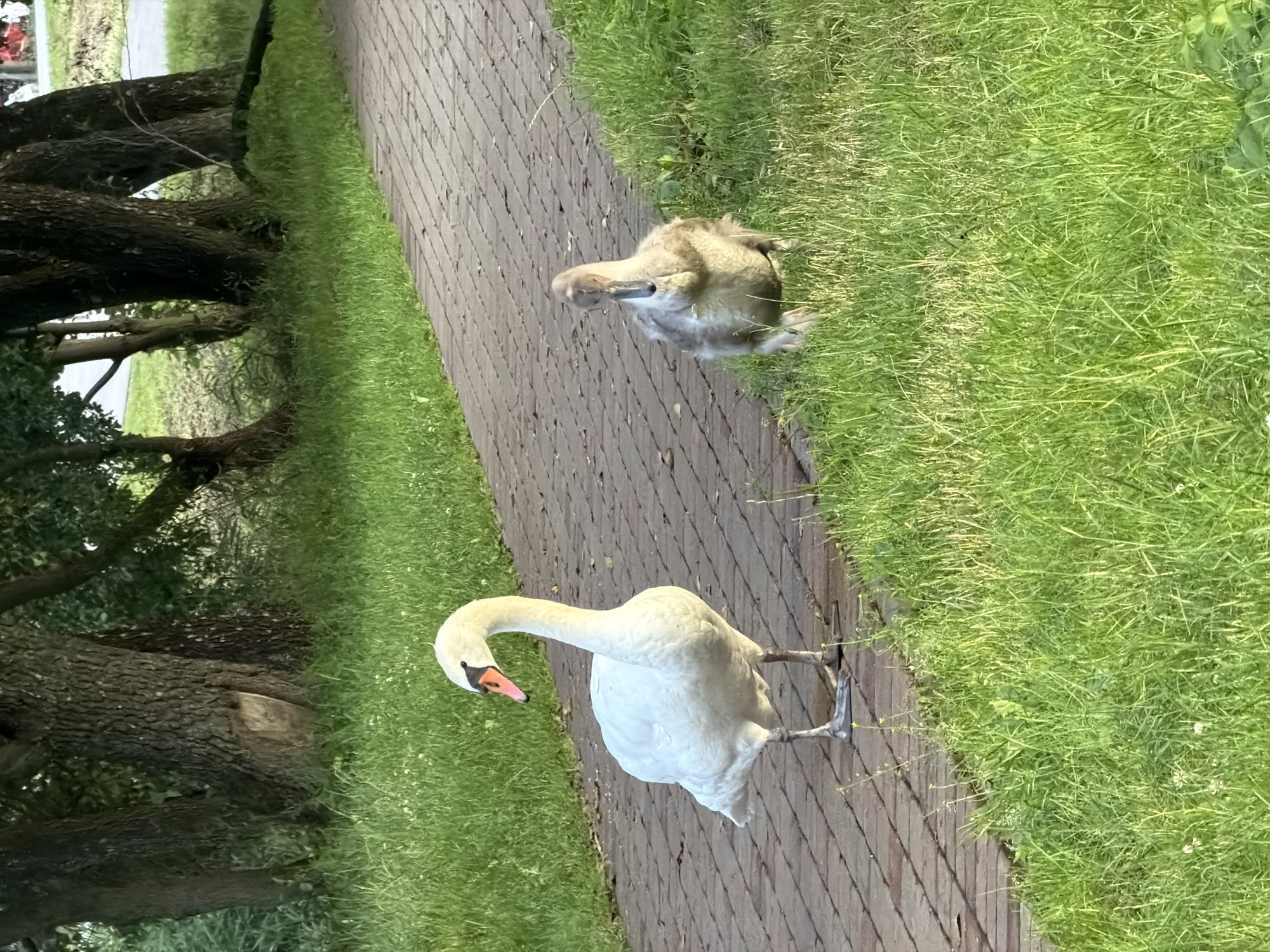 Swan family strolls a brick path by a park pond in Ulbroka