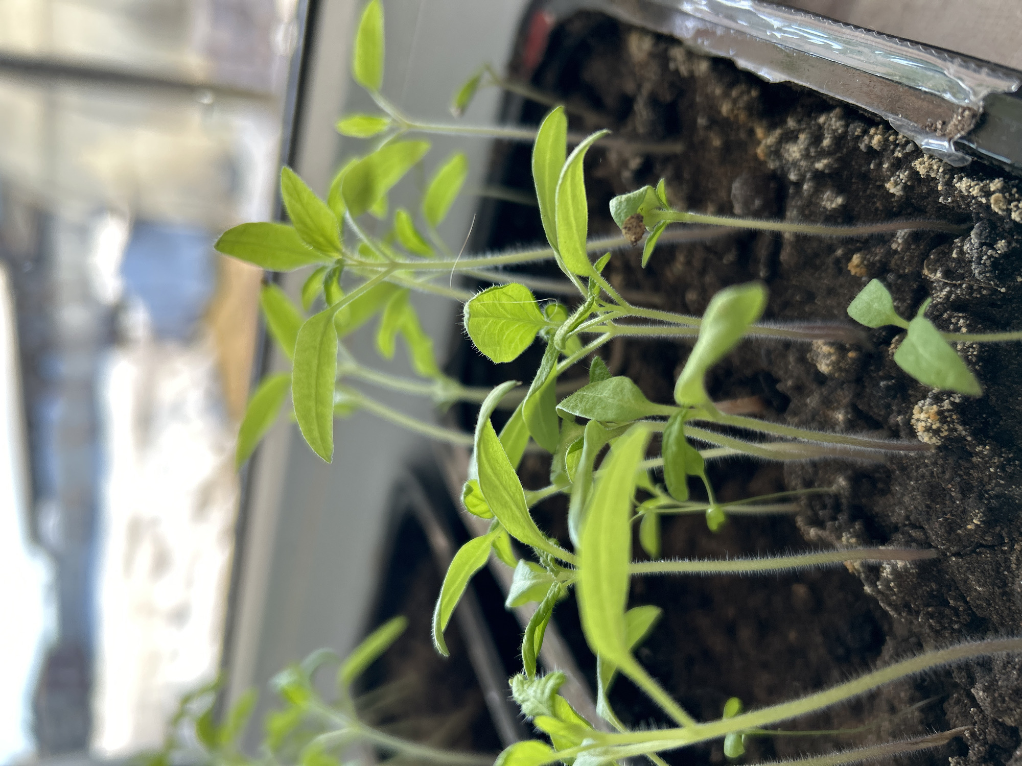Russian gardener documents spring seedlings and home life