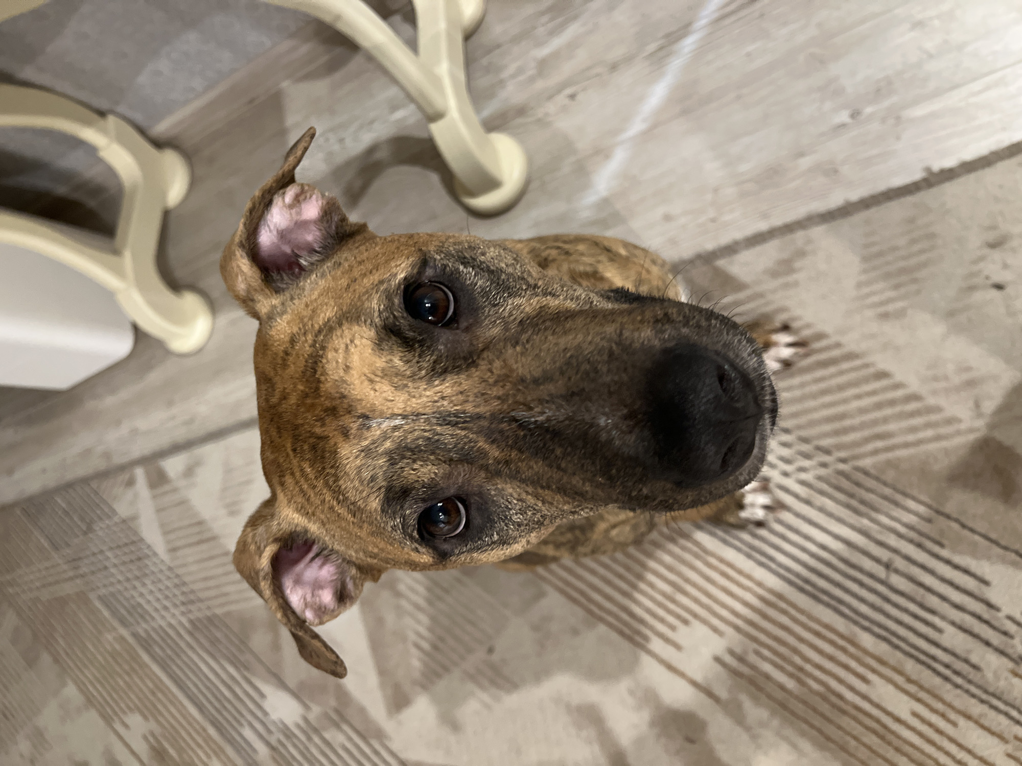 Brown brindle dog photographed indoors in Ufa, Russia