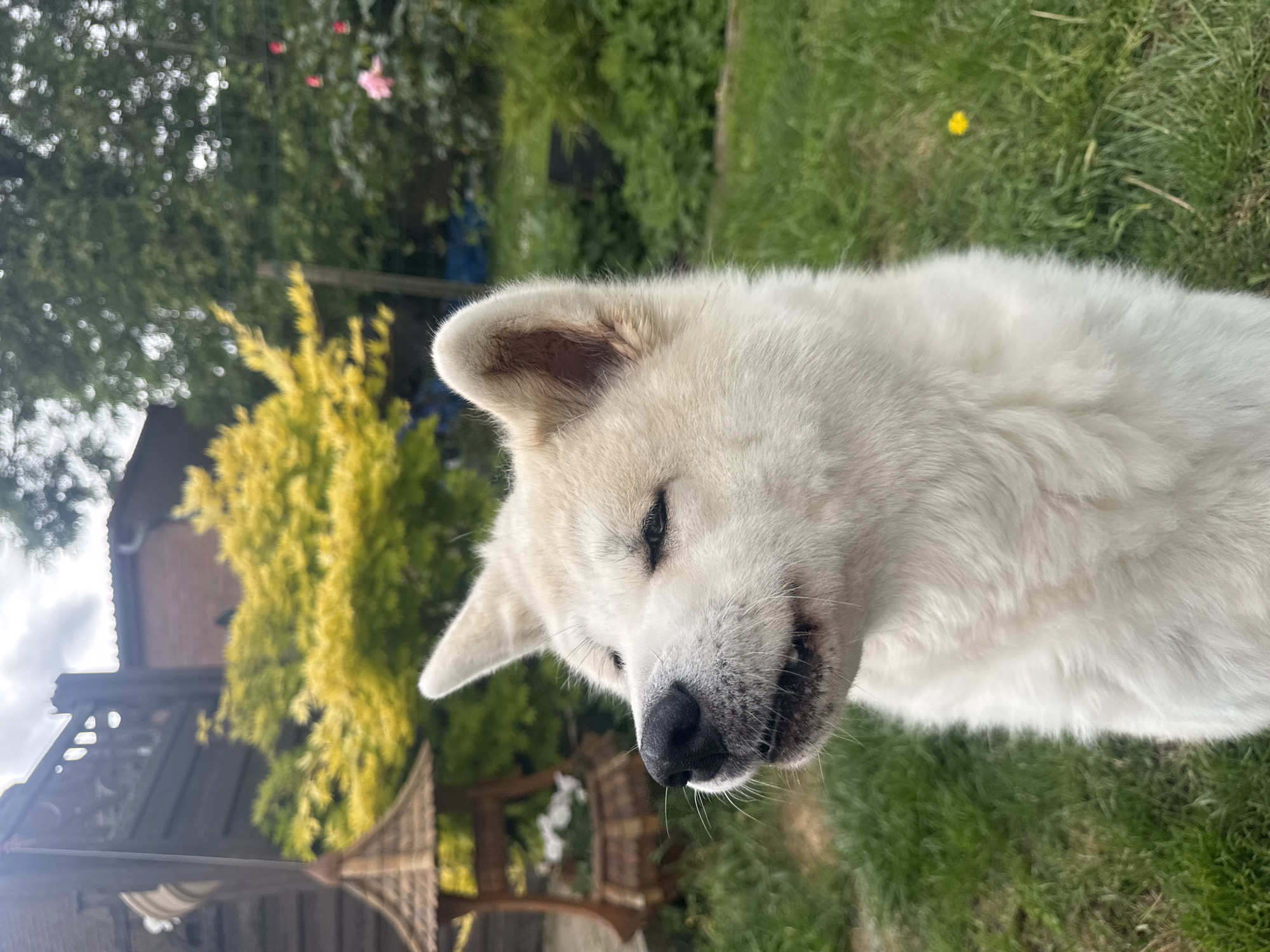 Akita dog documented playing in residential garden in Wattrelos