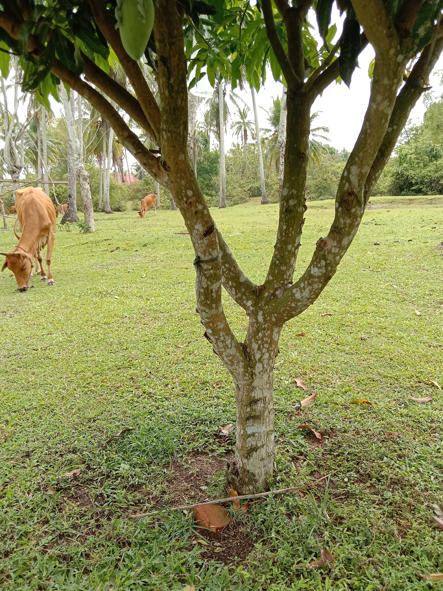 Early morning village life documented in rural Blangkarieng, Indonesia