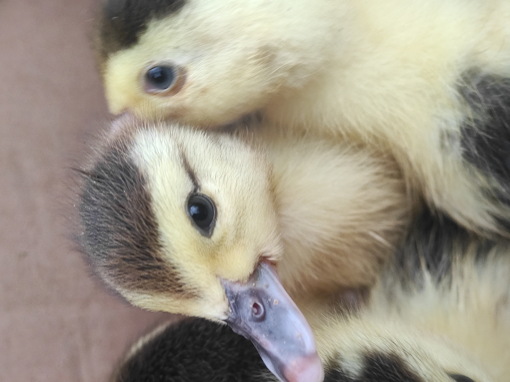 Nature observations captured in Indonesian village include ducklings, spider