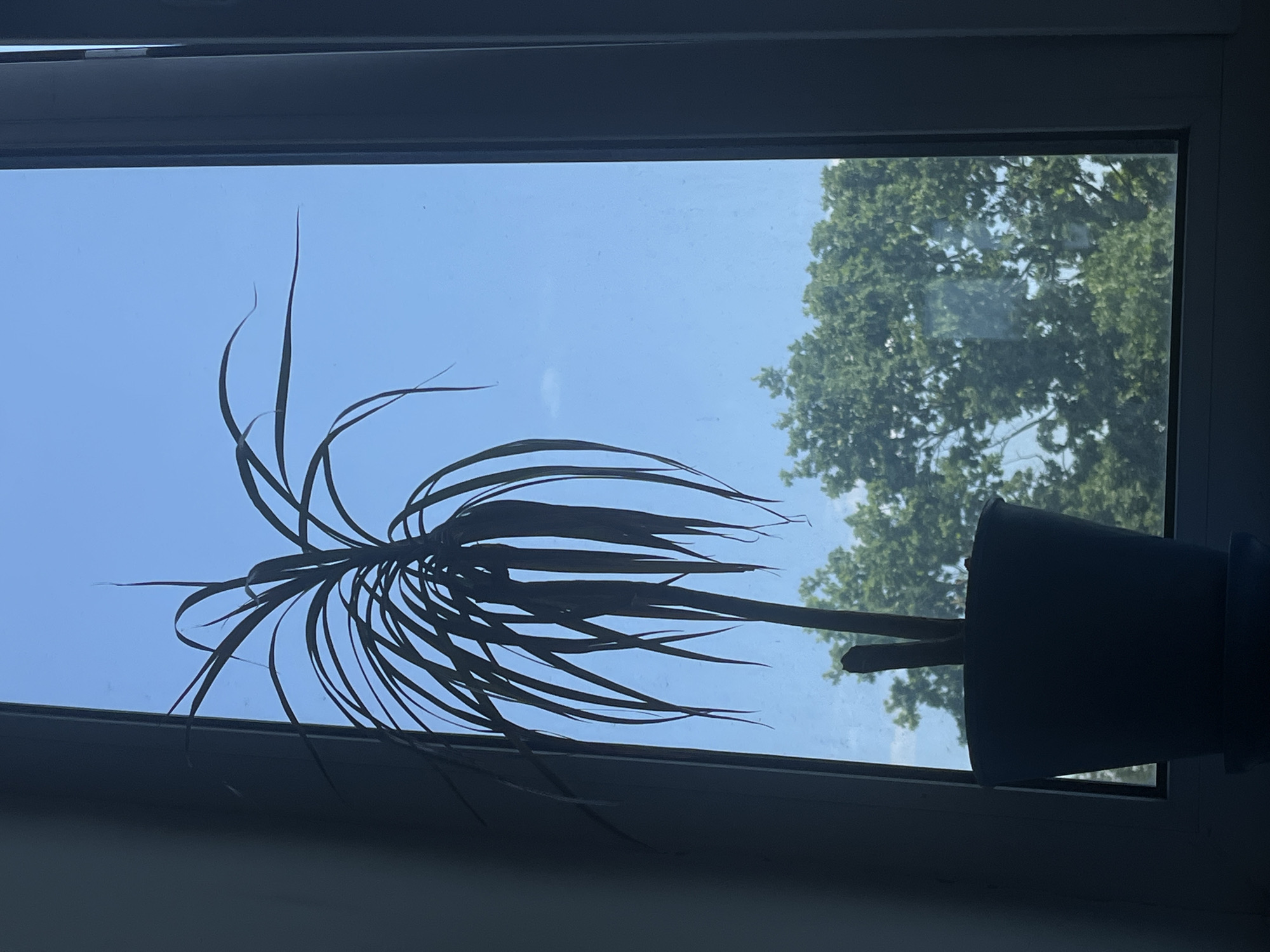 Morning window views and household details observed in Ternopil