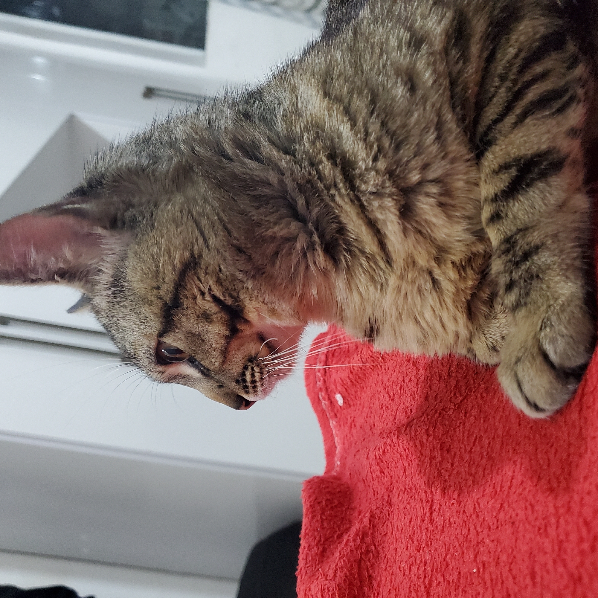Tabby cat rests on red surface in Curitiba