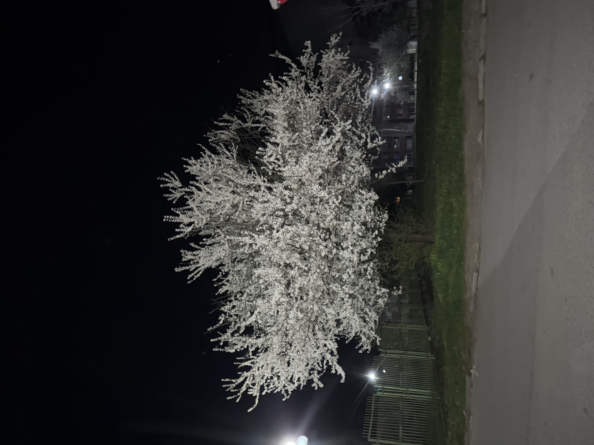 Nighttime blooms and dining observed in Berkovitsa, Bulgaria