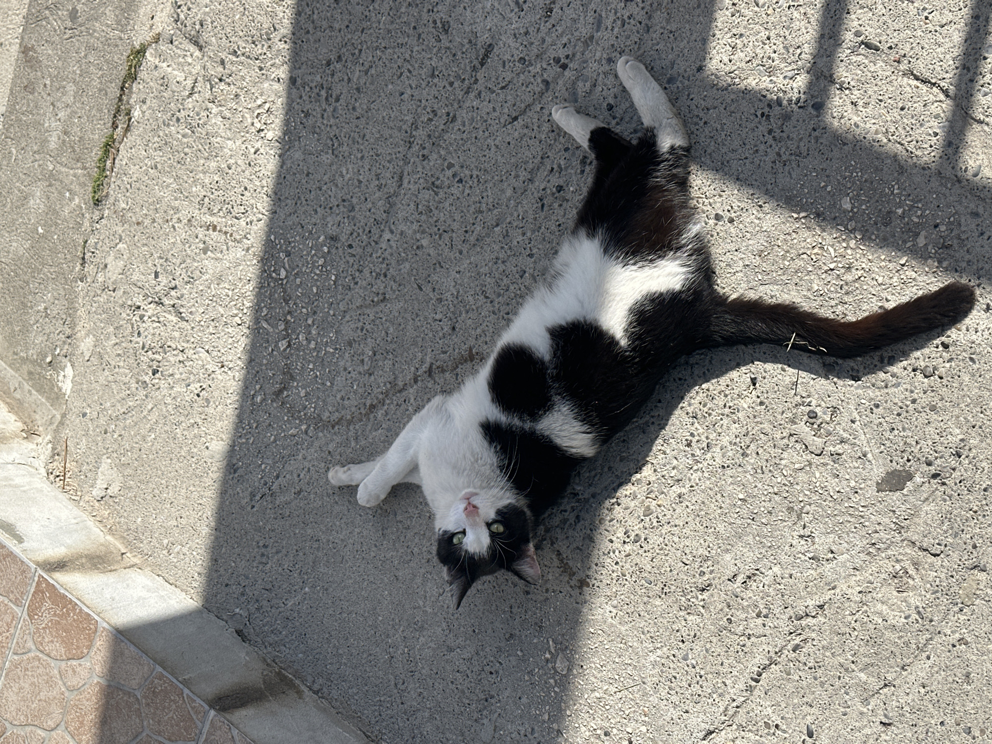 Ordinary moments captured across sunny Budva, Montenegro afternoon