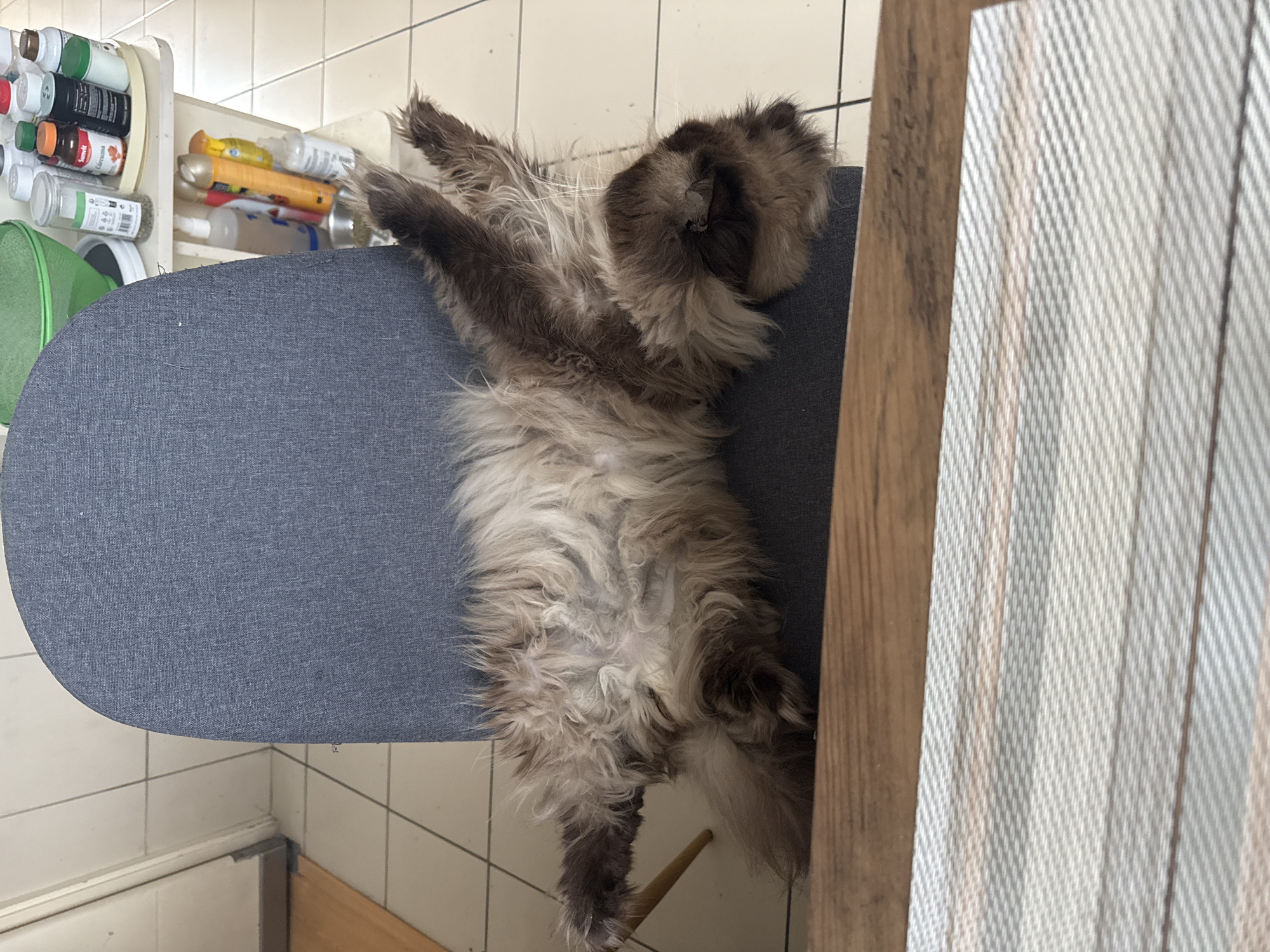 Cat rests on kitchen chair in Santiago de Surco