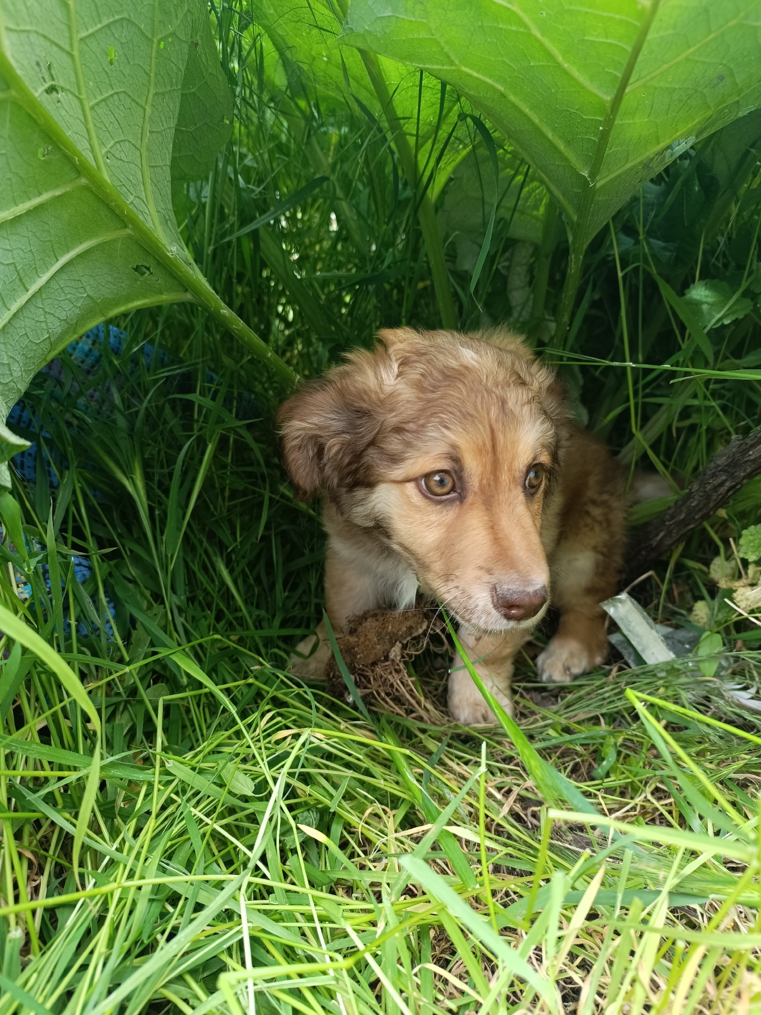 Puppy found resting in grass in Ukrainian village