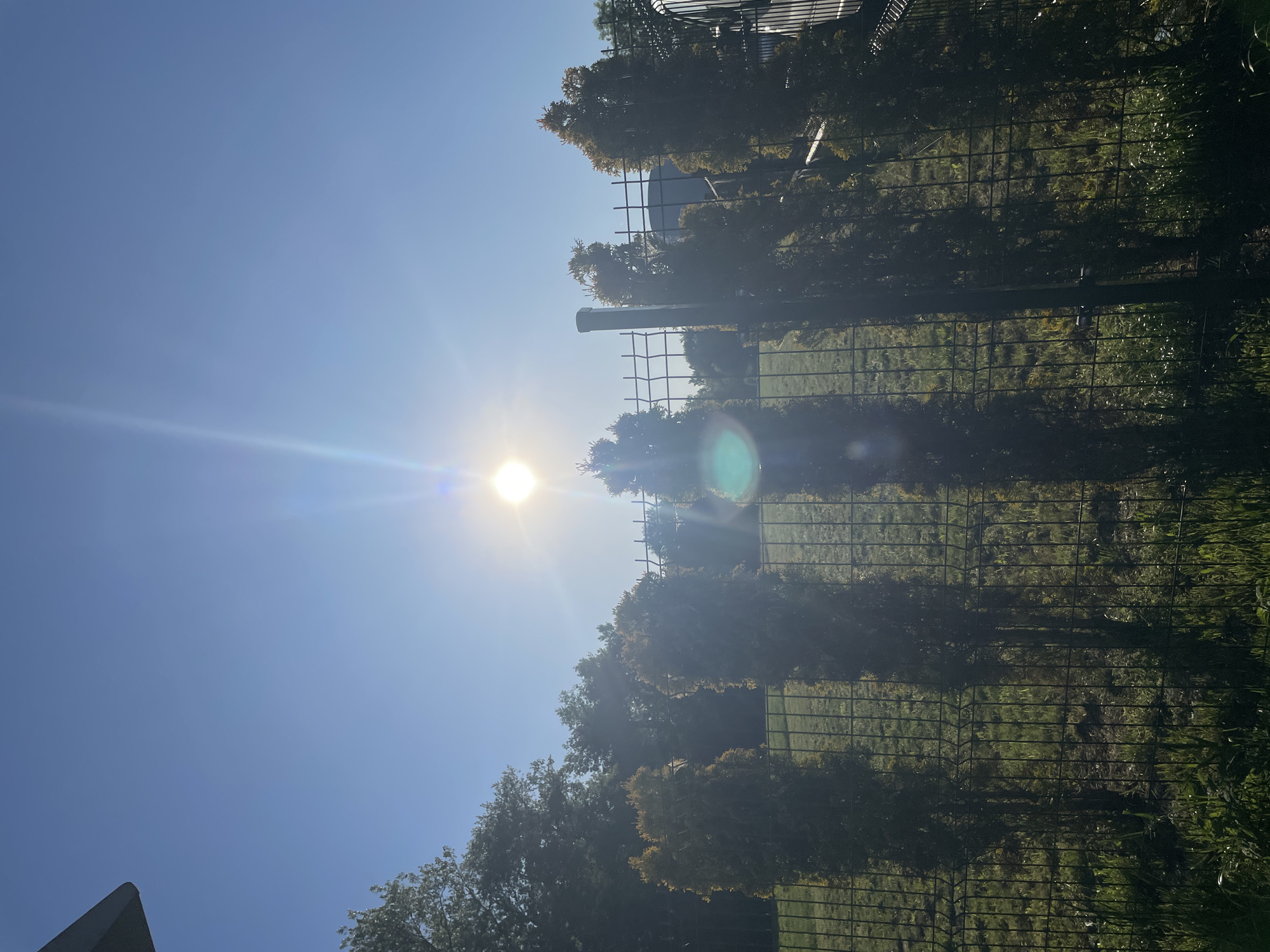 Witness documents sunny afternoon park scene through multiple perspectives