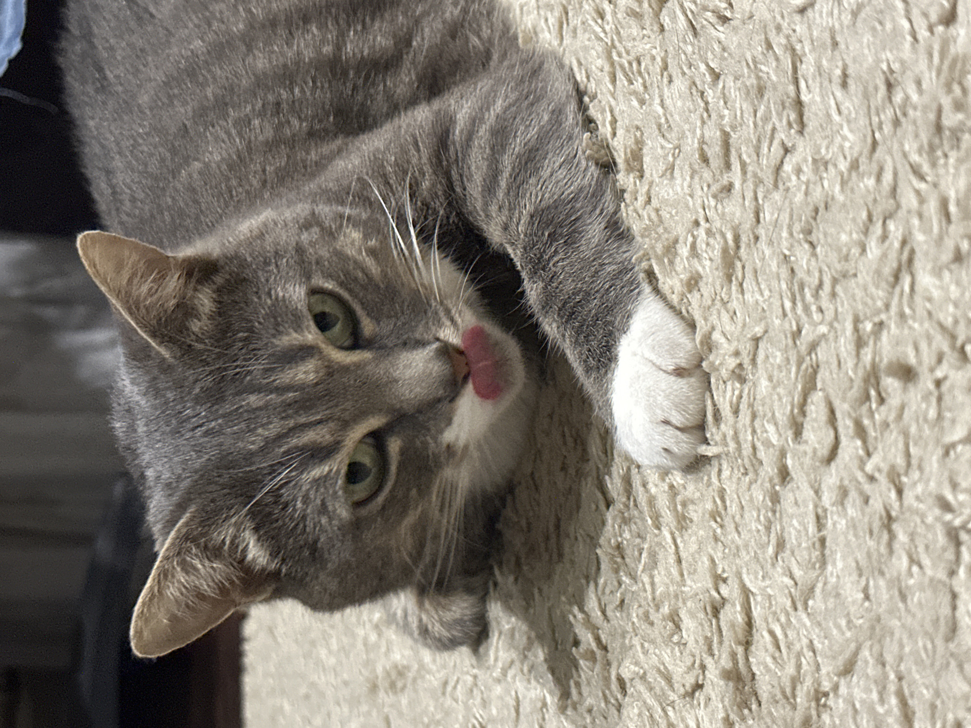 Gray tabby cat at home, skies shifting outside