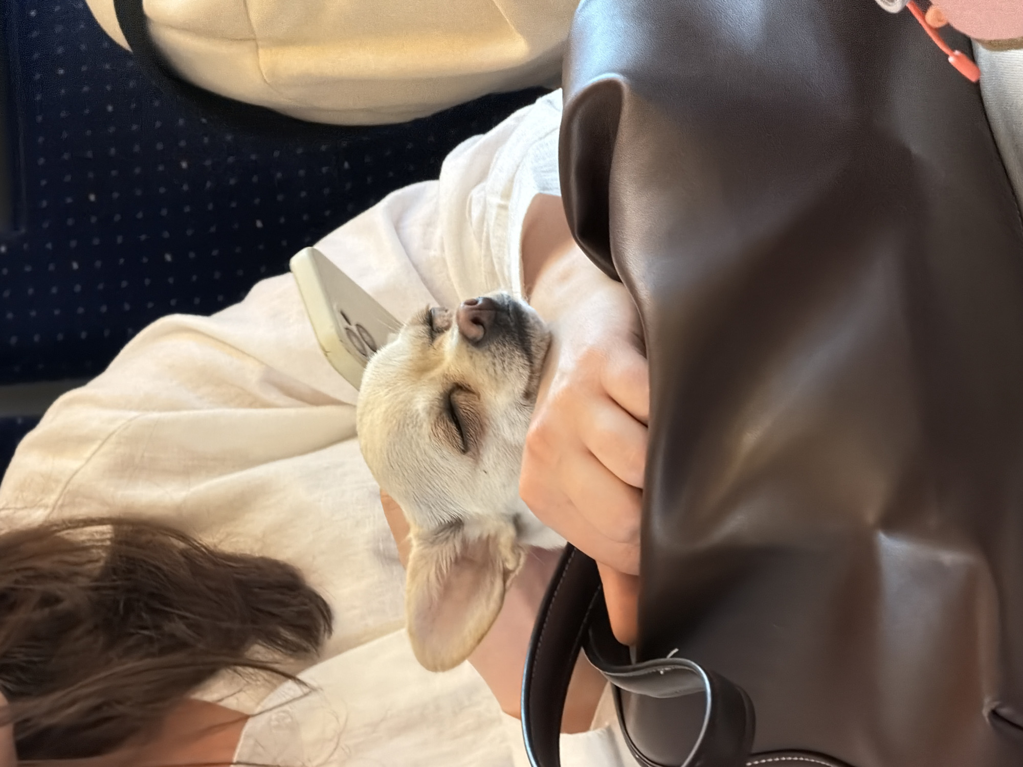 Woman travels with sleeping Chihuahua in handbag on Zurich train