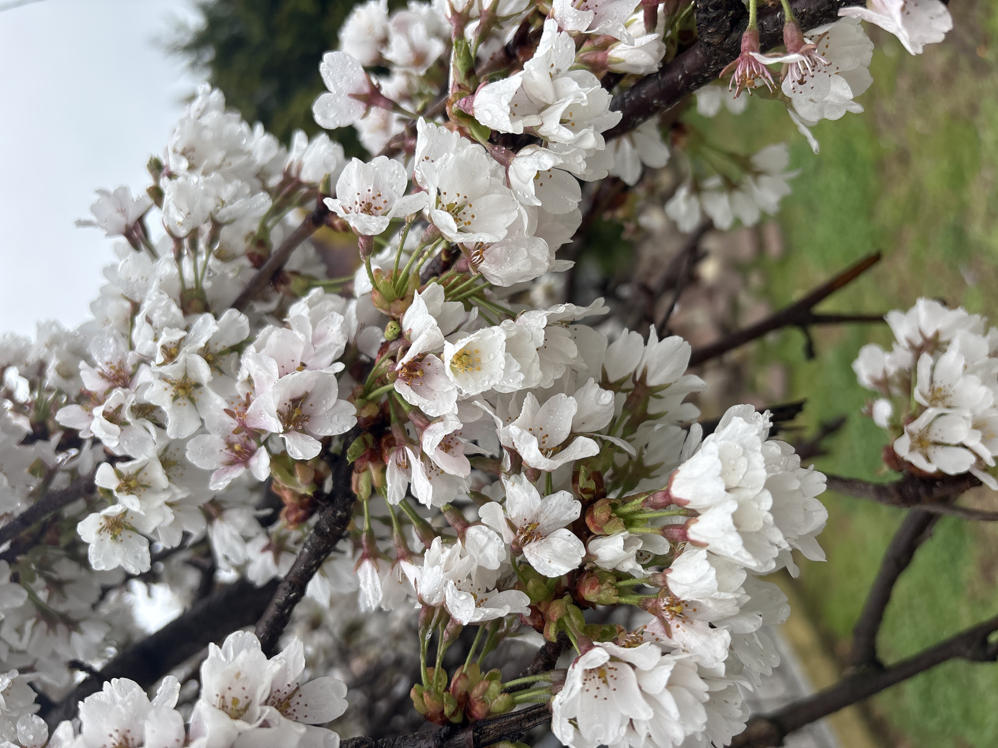 Spring blooms emerge on Tuapse streets amid overcast weather