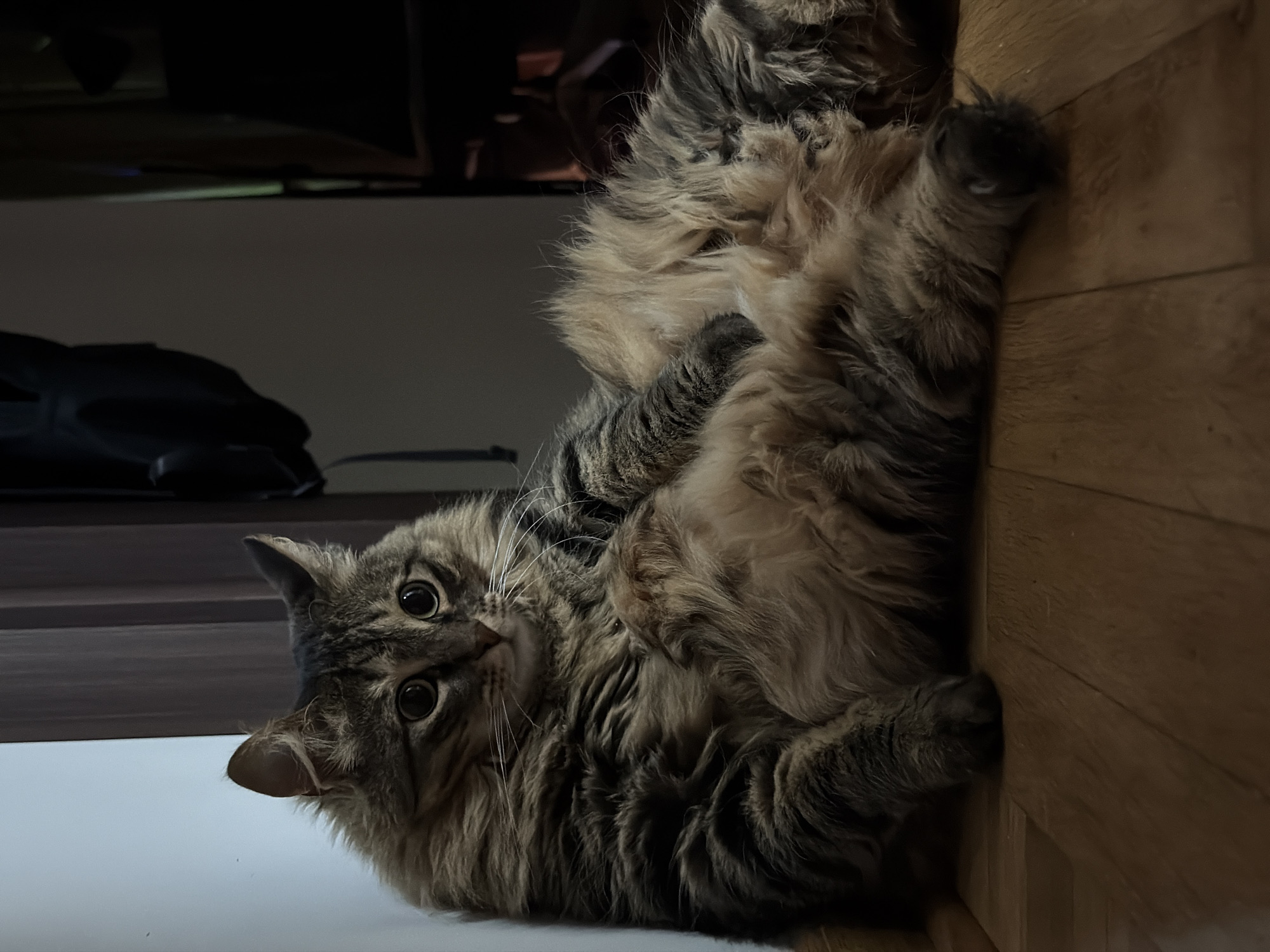 Tabby cat poses belly-up on wooden floor in Montenegro