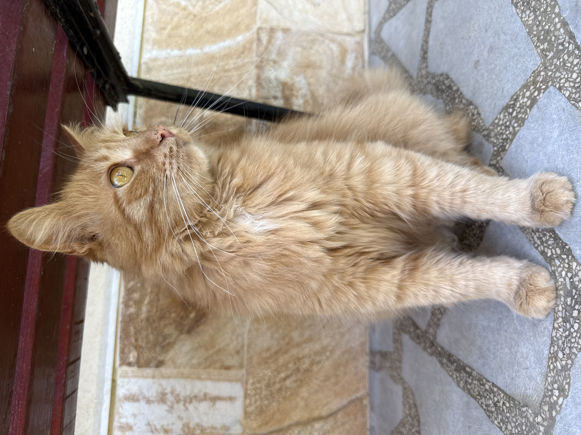 Orange cat spotted multiple times in Berkovitsa, Bulgaria