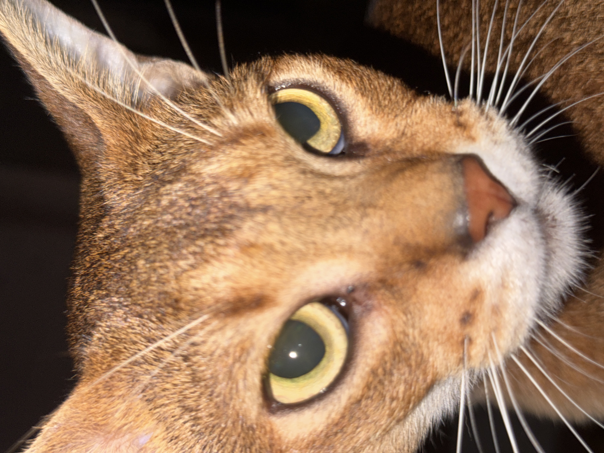 Cats and peonies fill an evening in Chaikovsky