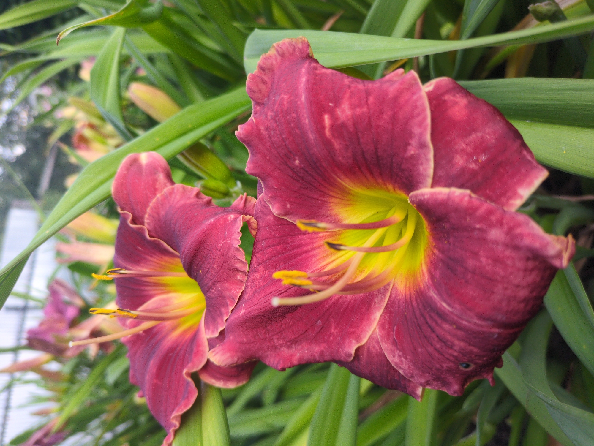 Summer garden flowers in close-up, Kulebaki